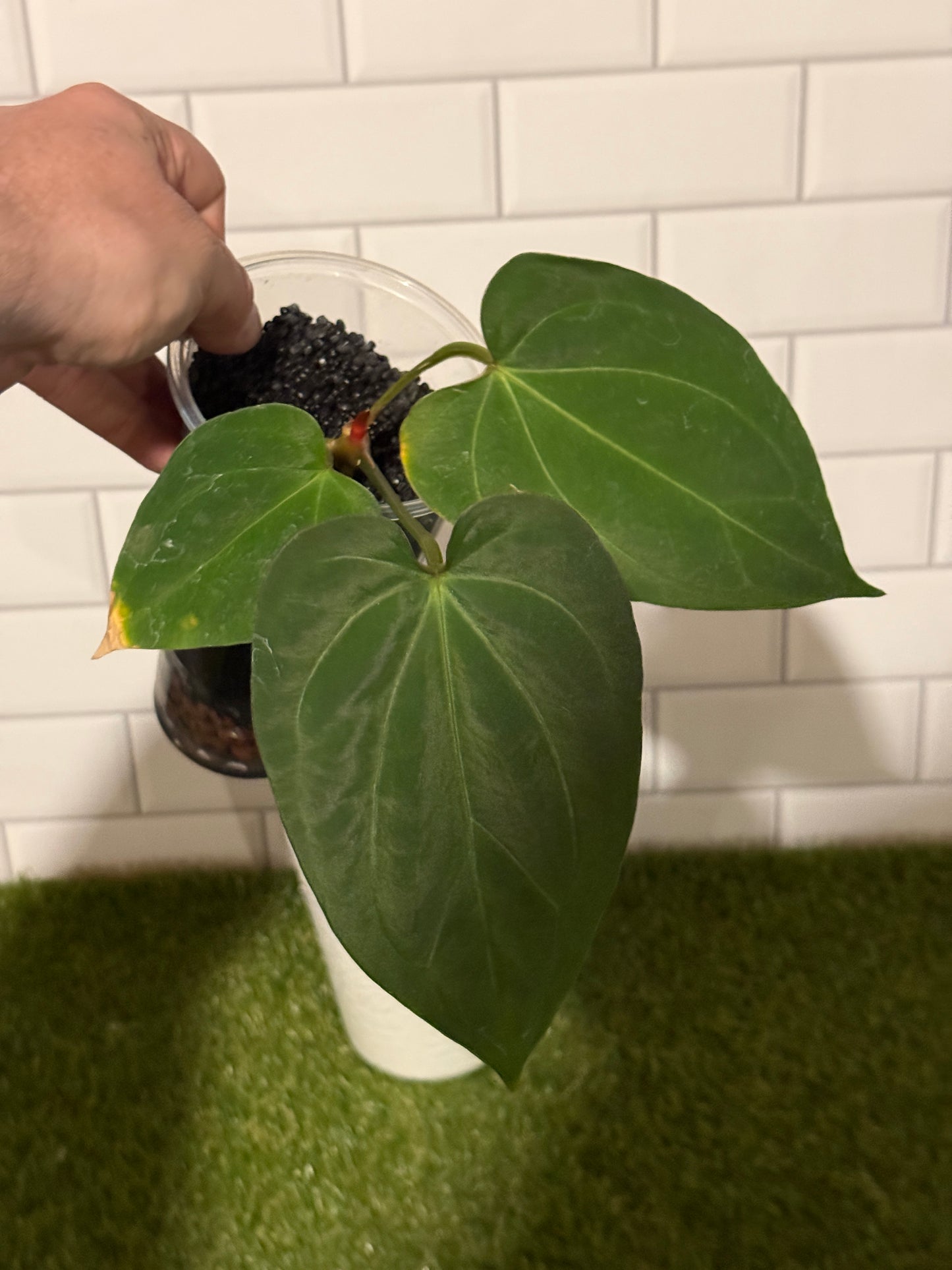 Anthurium HU / King of Spades Narrow
