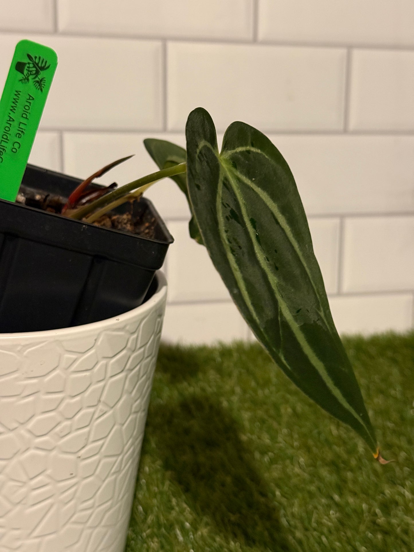 Anthurium carlablackiae