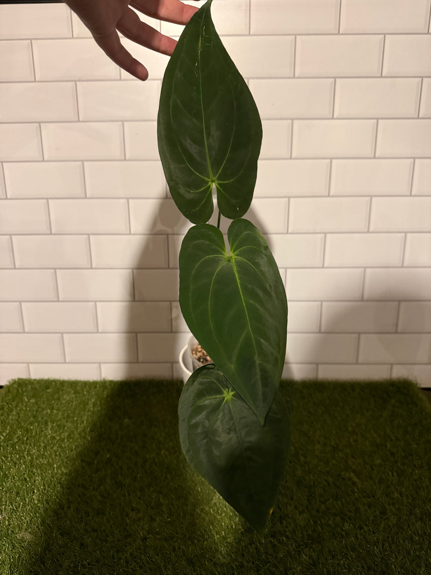Anthurium papillilaminum 5 x 6 (#2)