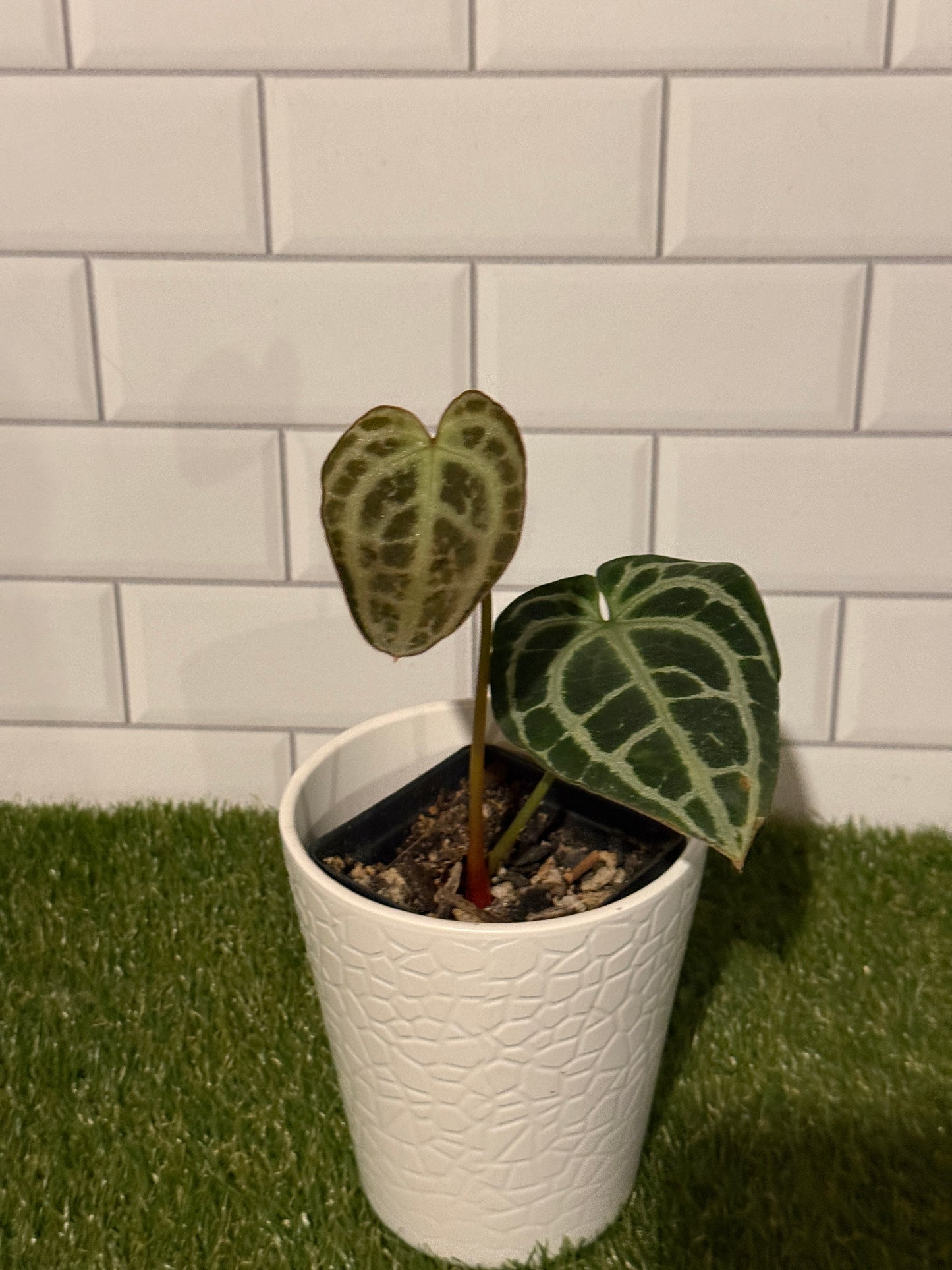 Anthurium King crystallinum