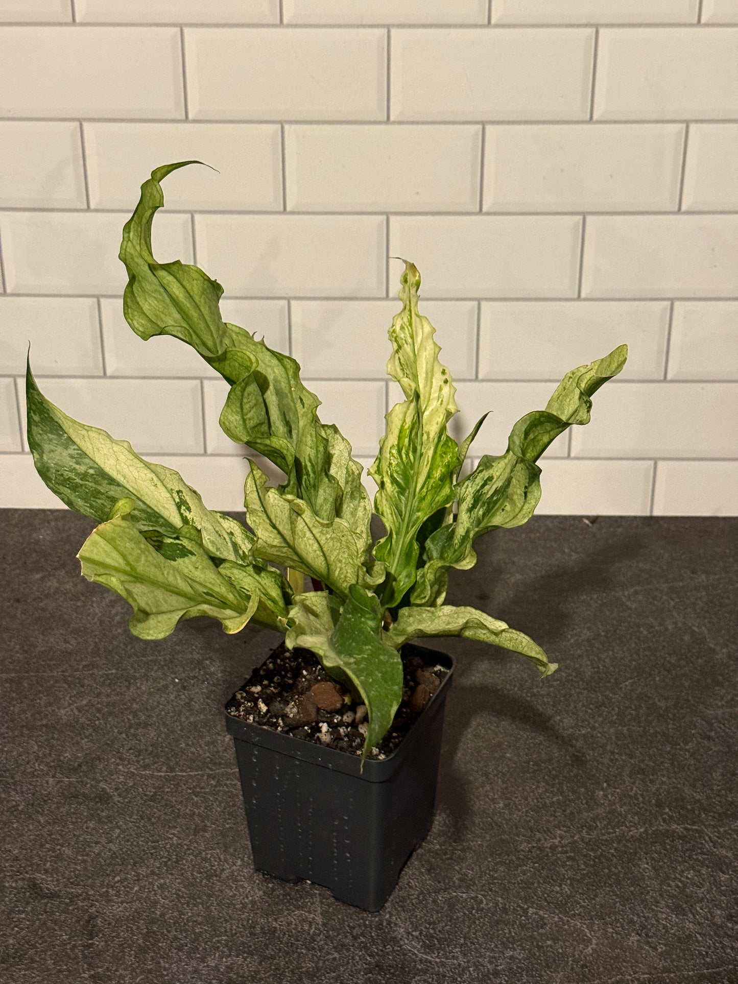 Anthurium plowmanii Mint Variegated