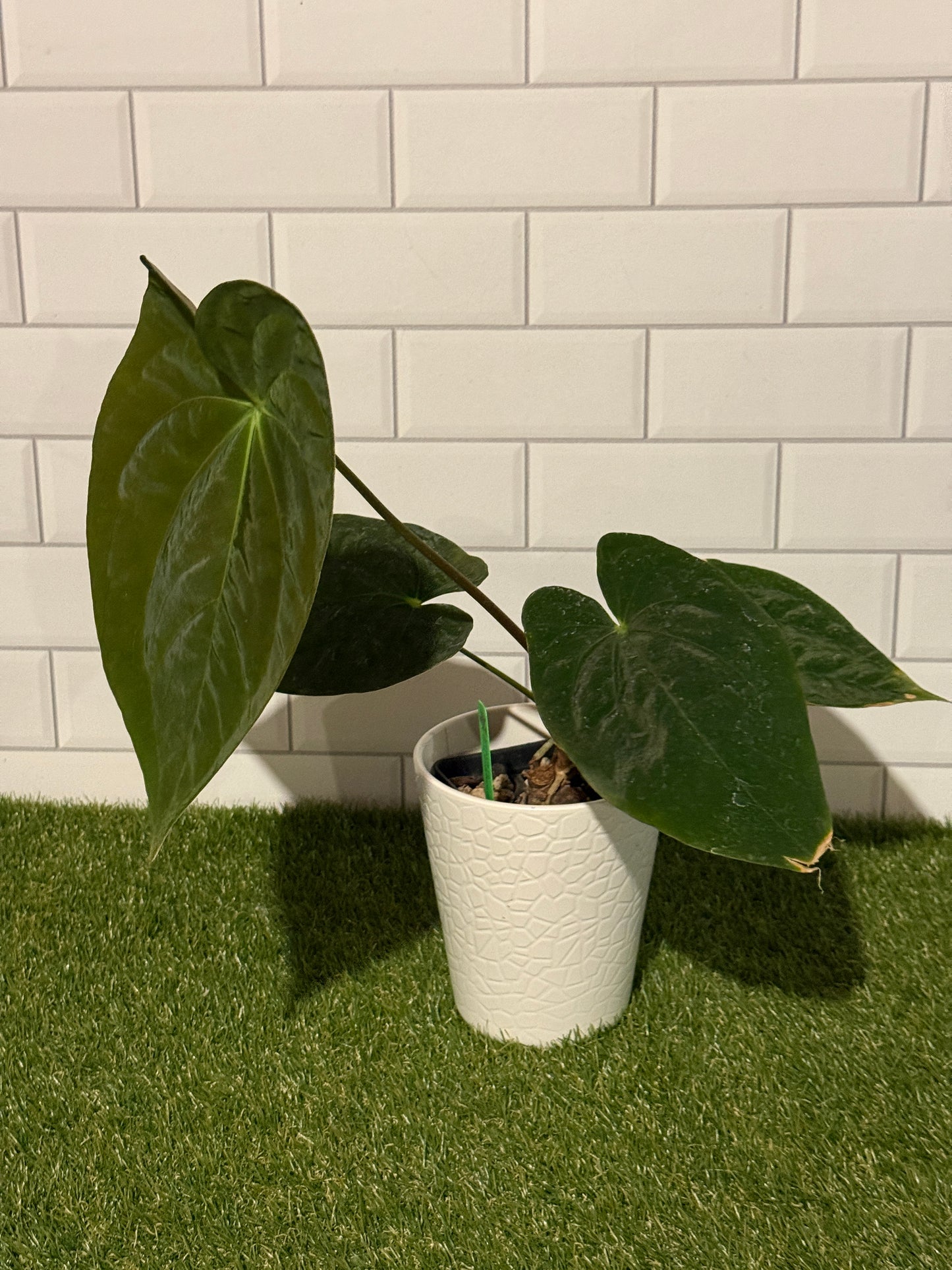 Anthurium papillilaminum 8 x bessae aff