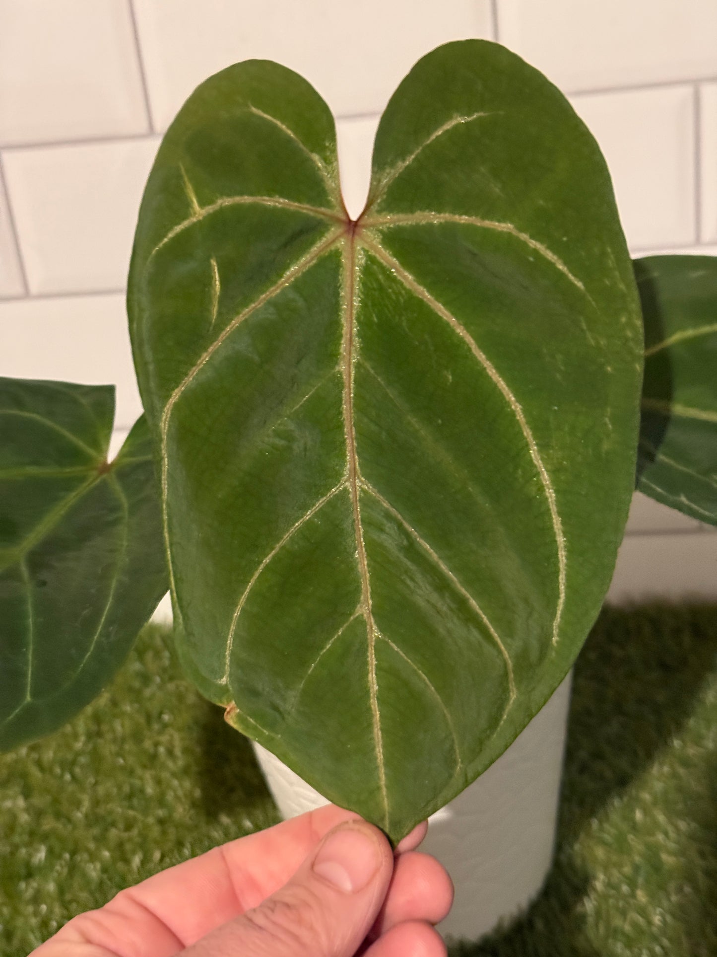 Anthurium indo hoffmaniiX