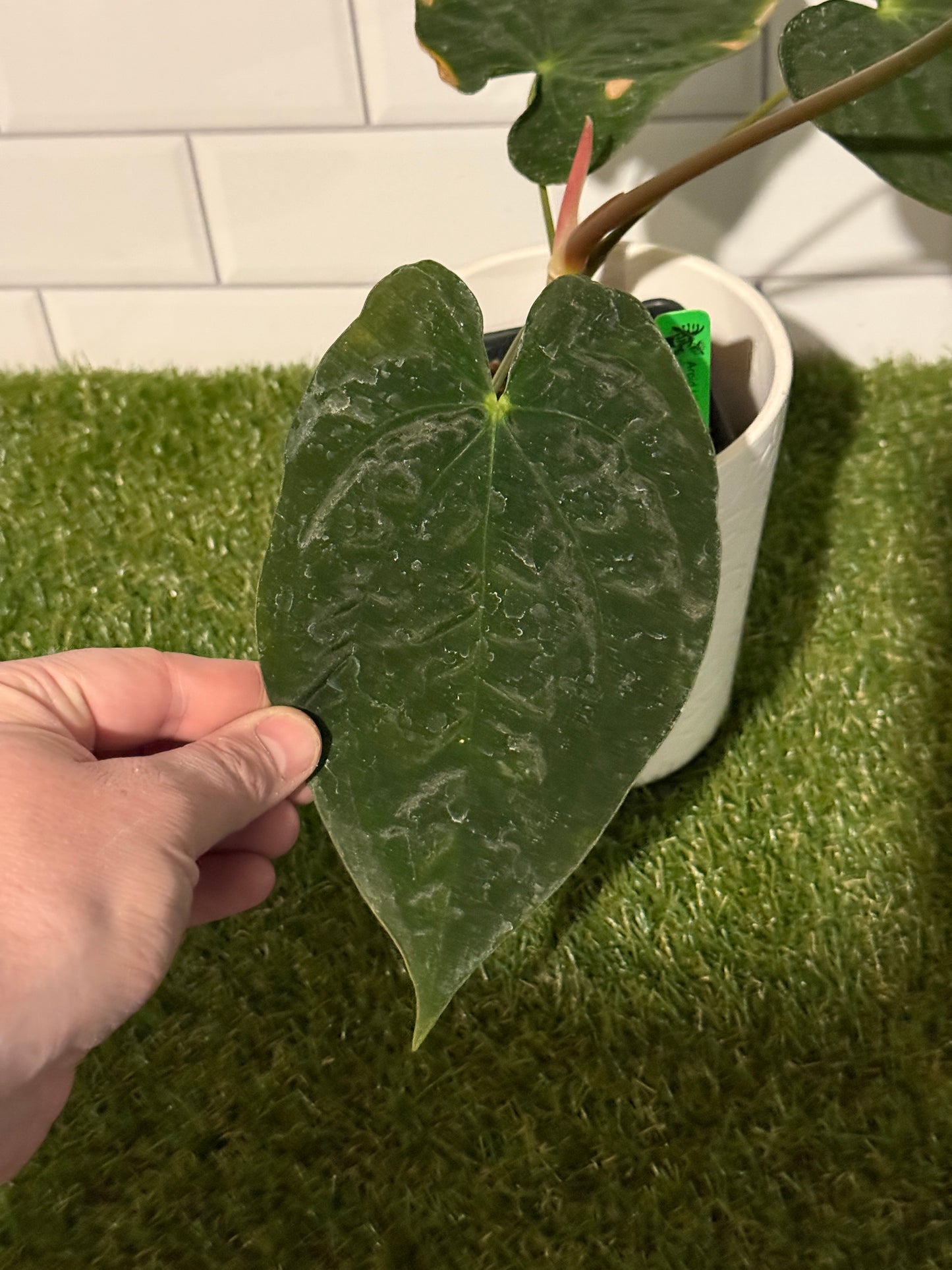 Anthurium papillilaminum 8 x bessae aff