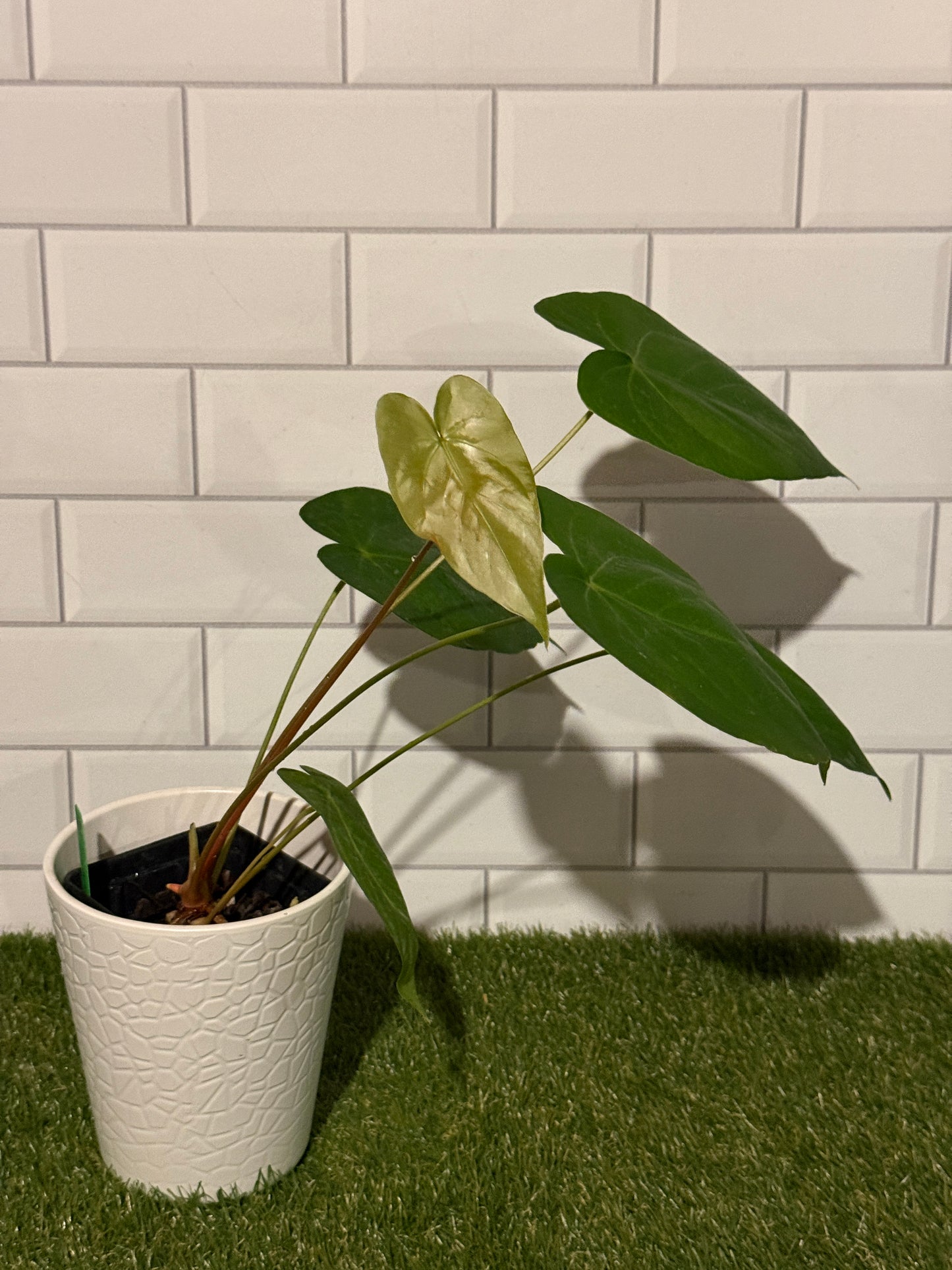 Anthurium sp Undescribed Peruvian species