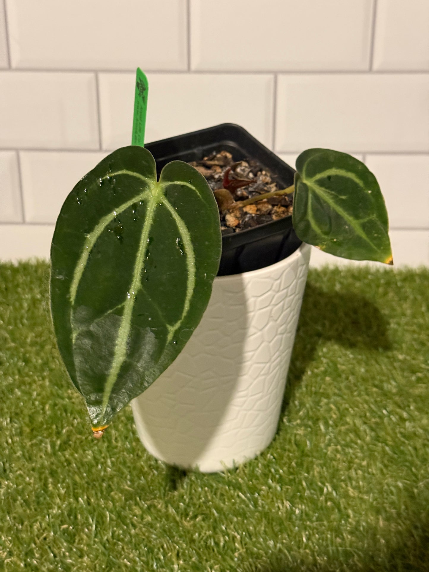 Anthurium carlablackiae