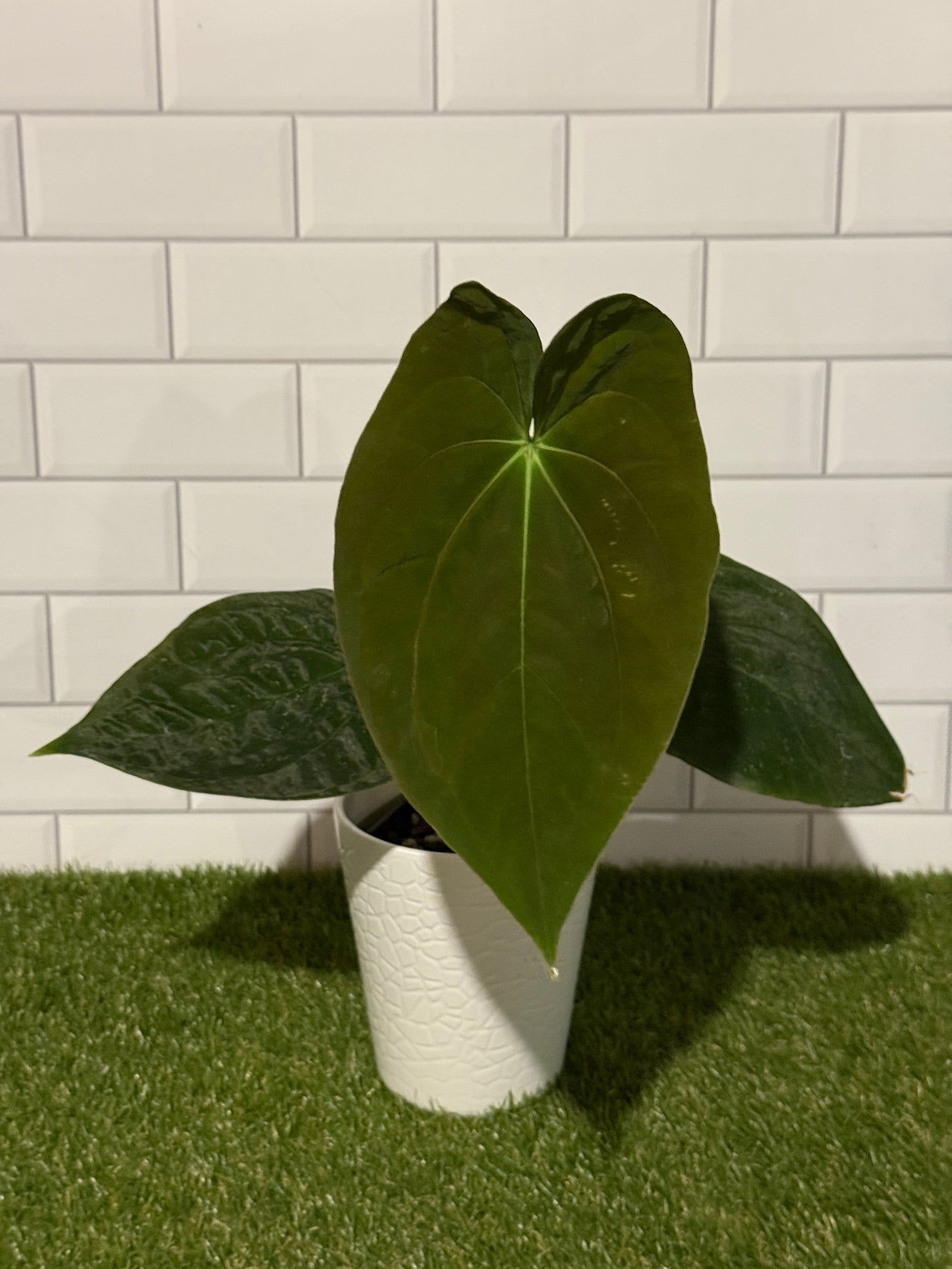 Anthurium papillilaminum 8 x bessae aff