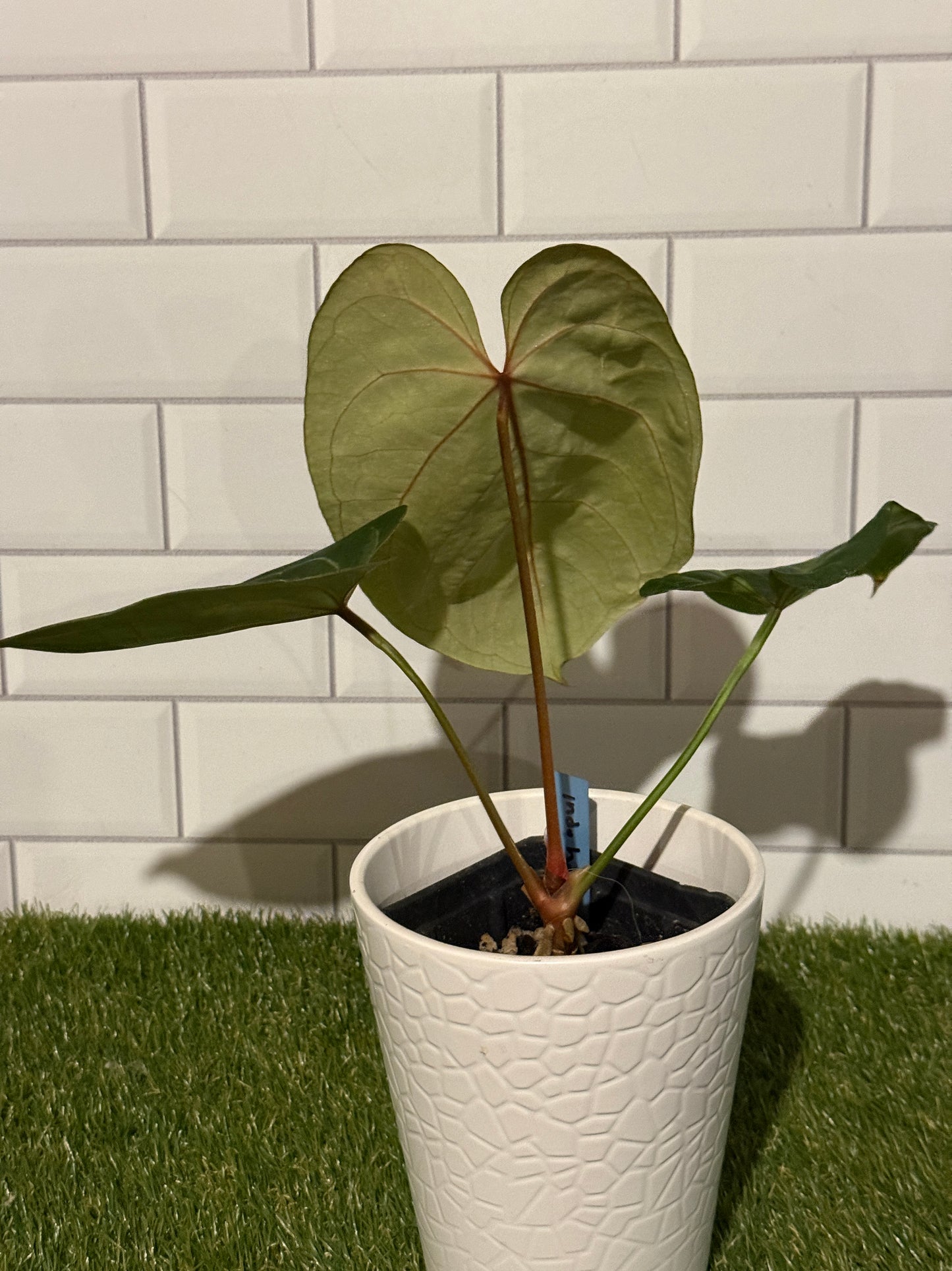Anthurium indo hoffmaniiX