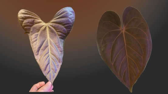 Anthurium Justin x (papillilaminum x carlablackiae)
