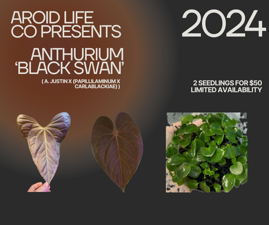 Anthurium 'Black Swan' seedlings