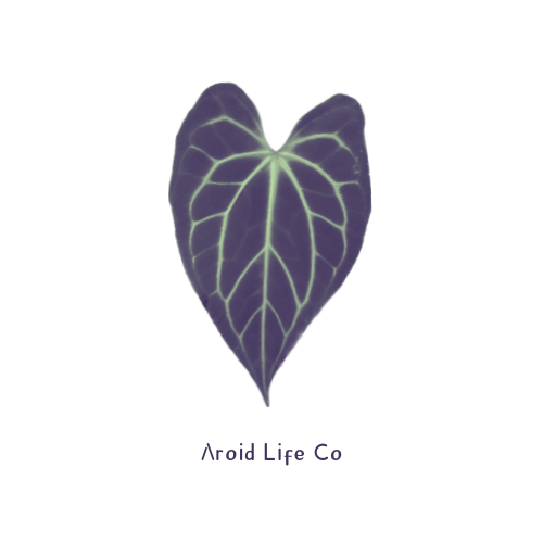 Aroid Life Co