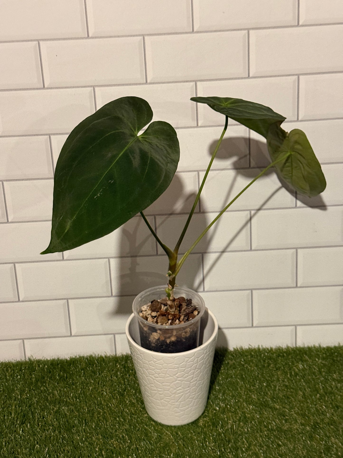 Anthurium papillilaminum 5 x 6 (#2)