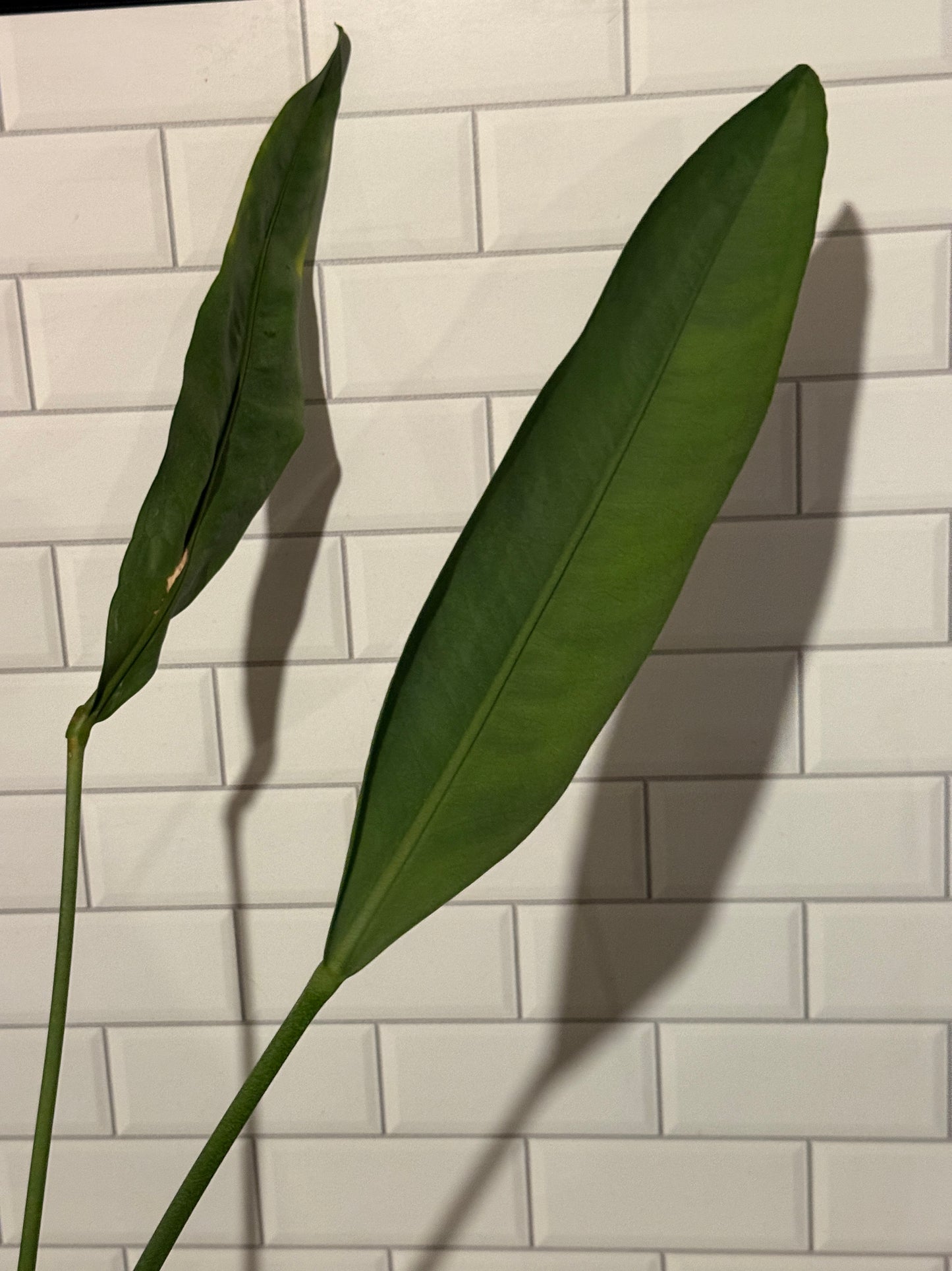 Anthurium Blue Arrow
