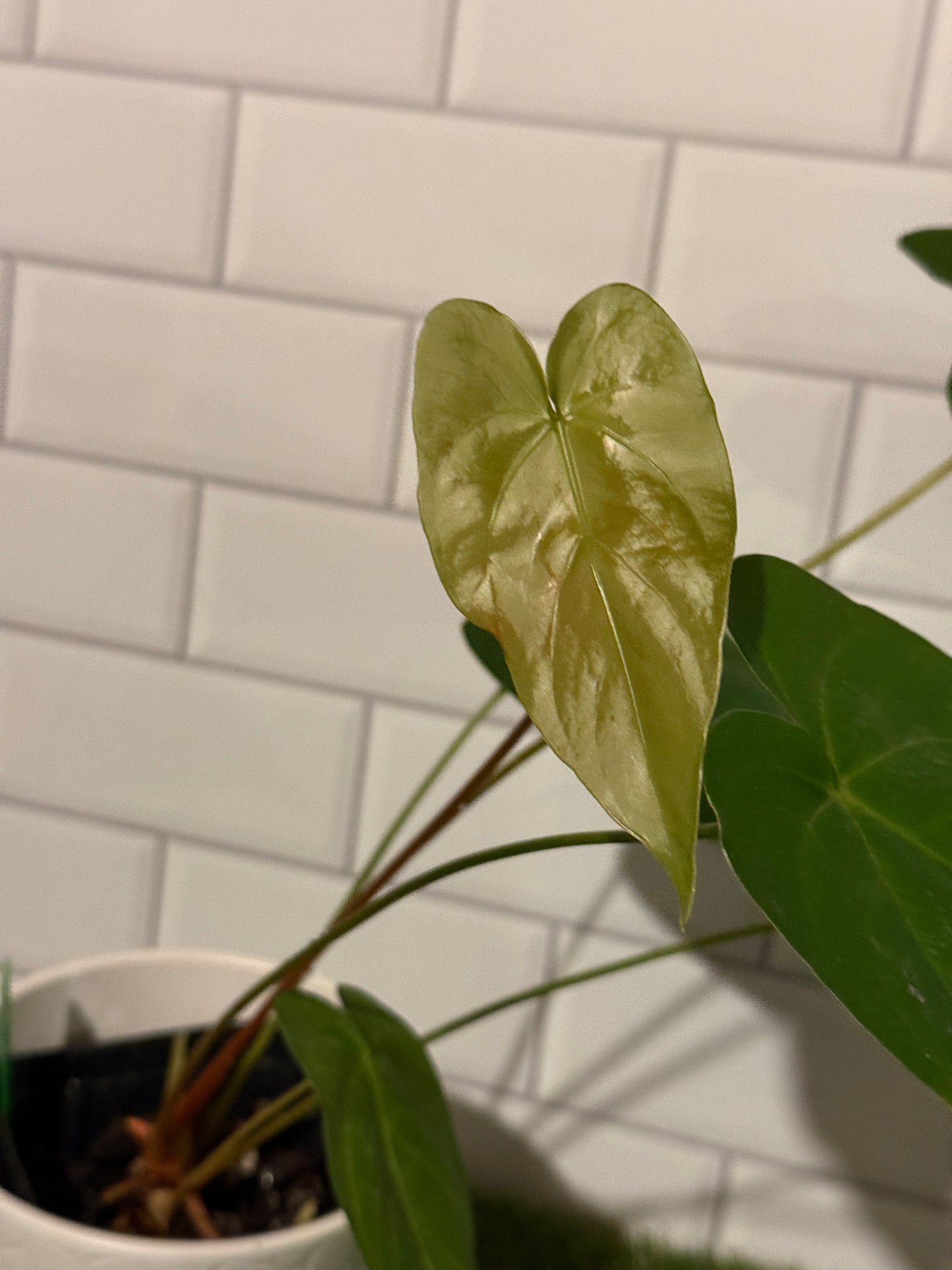 Anthurium sp Undescribed Peruvian species