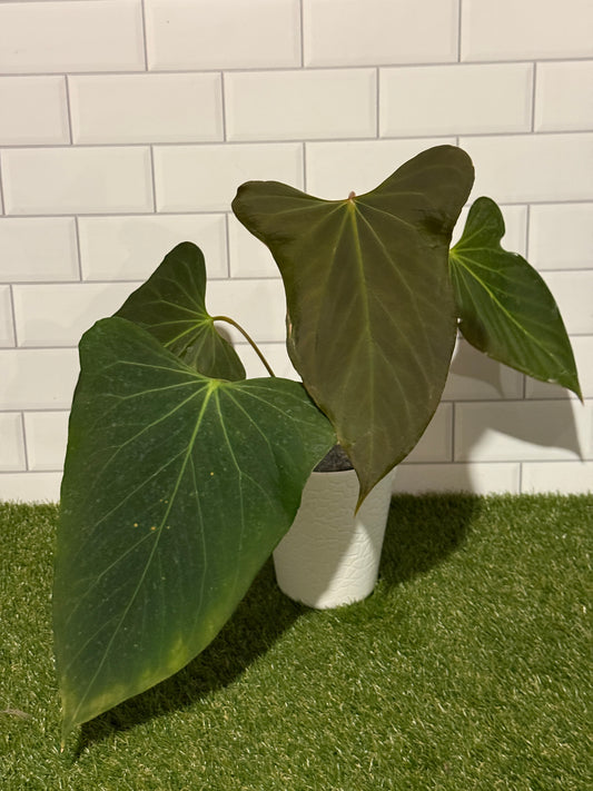 Anthurium indo port Dark Form