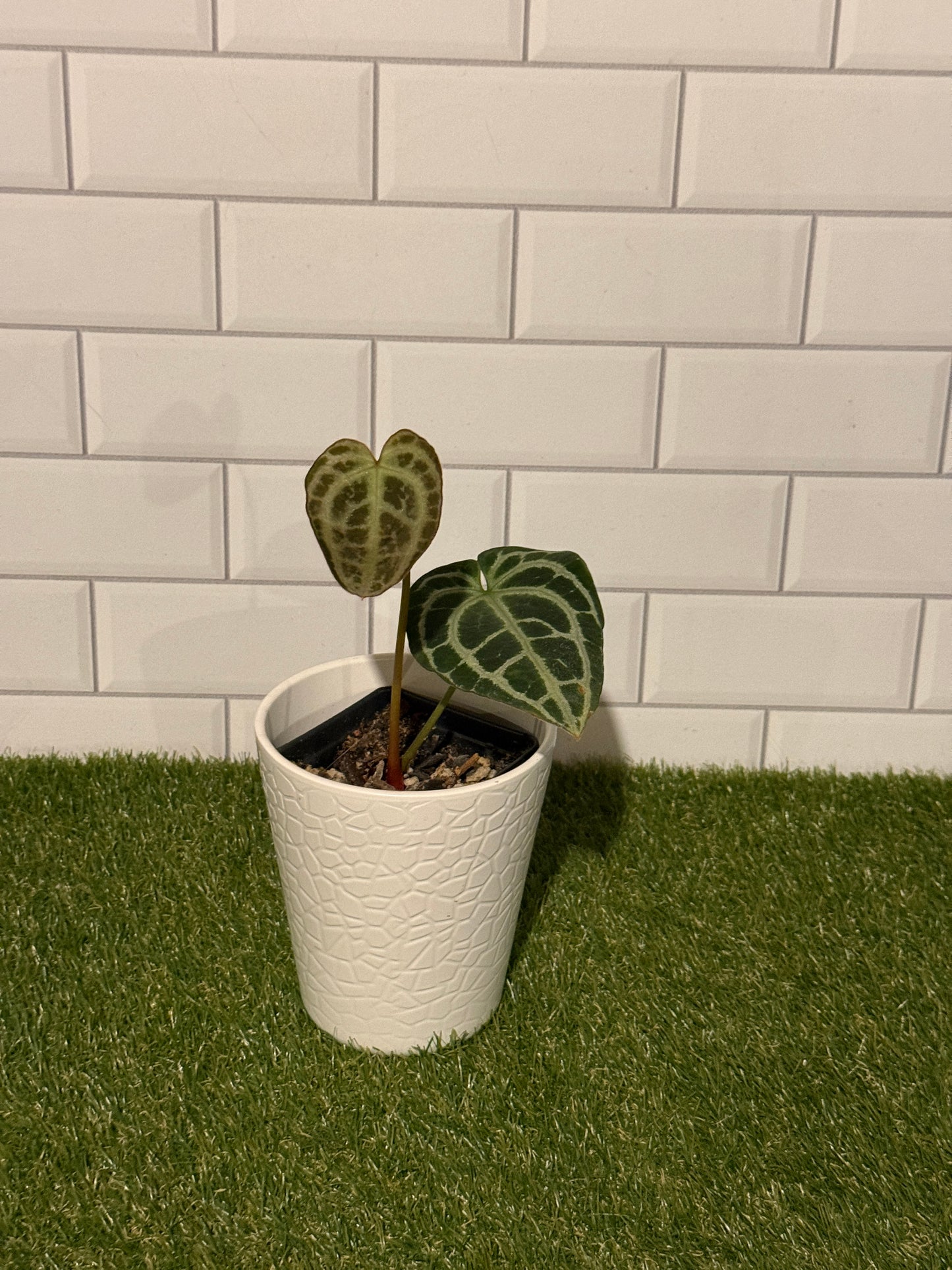 Anthurium King crystallinum
