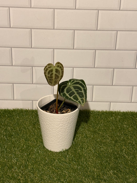 Anthurium King crystallinum
