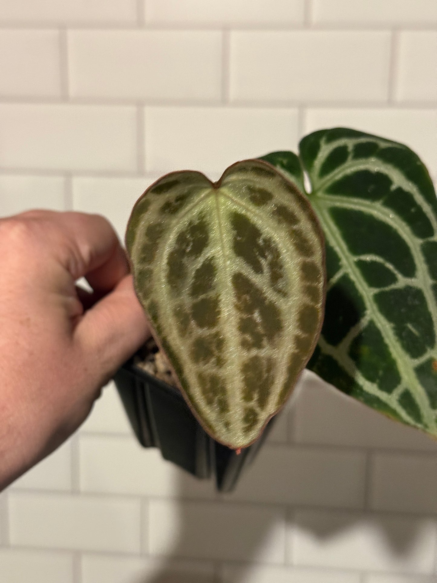 Anthurium King crystallinum