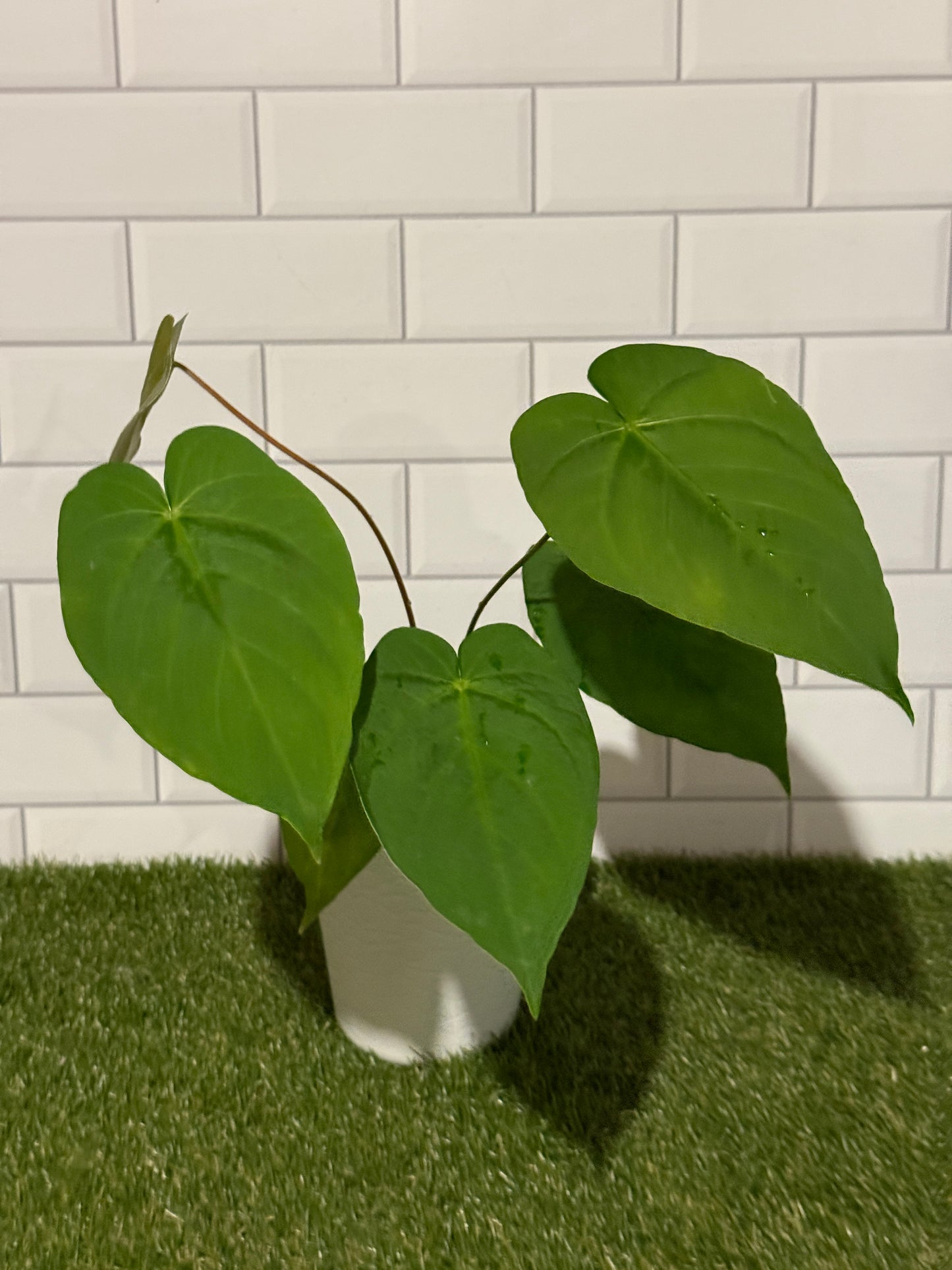 Anthurium sp Undescribed Peruvian species