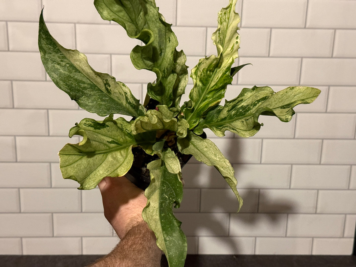 Anthurium plowmanii Mint Variegated