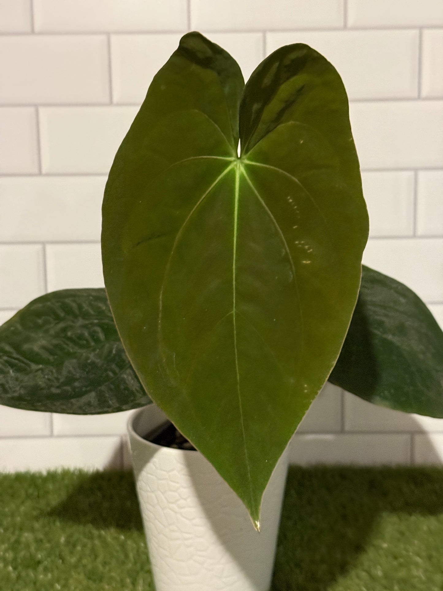 Anthurium papillilaminum 8 x bessae aff