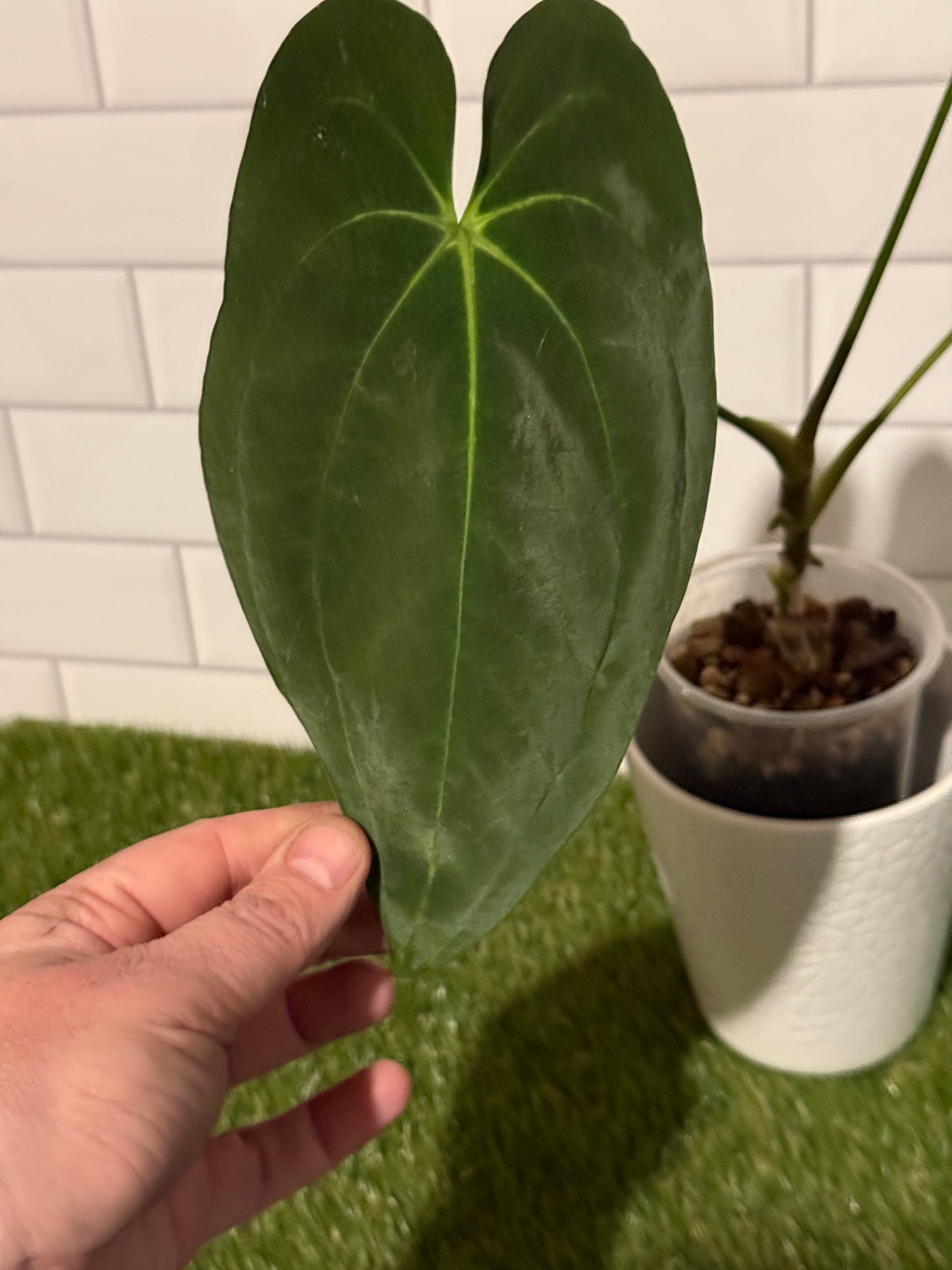 Anthurium papillilaminum 5 x 6 (#2)