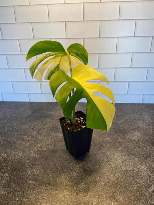 Monstera deliciosa aurea variegated