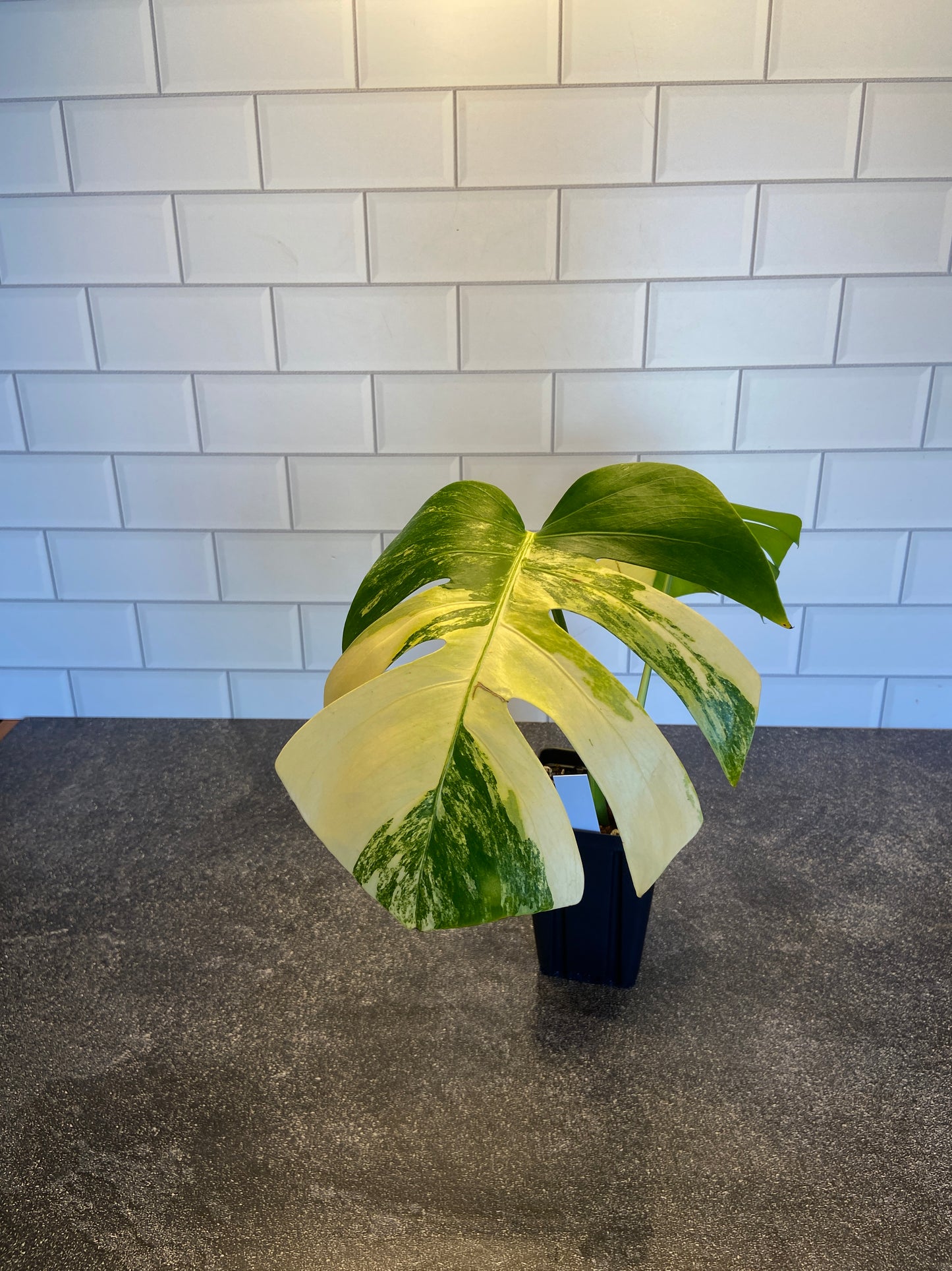 Monstera deliciosa aurea variegated