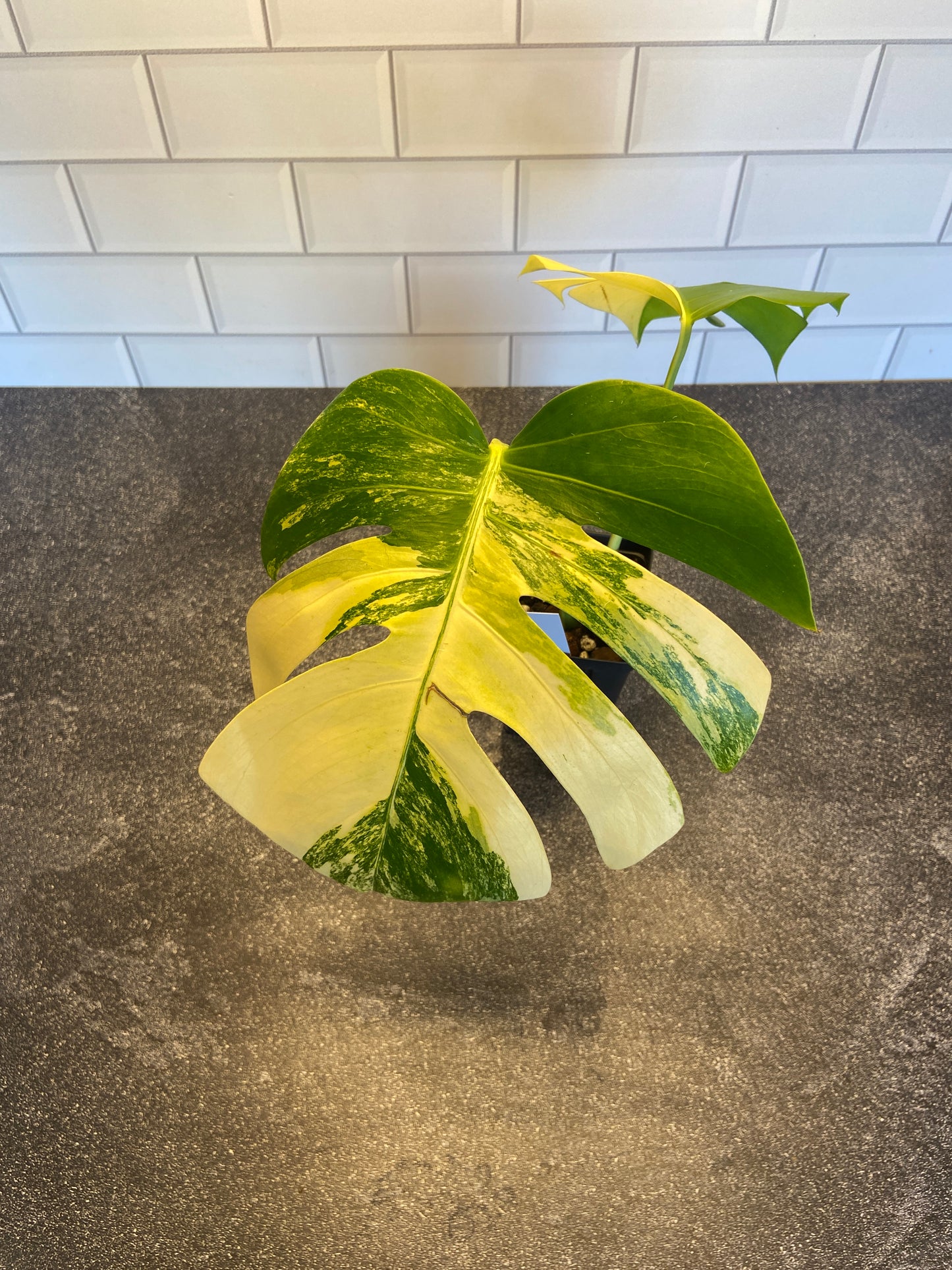 Monstera deliciosa aurea variegated