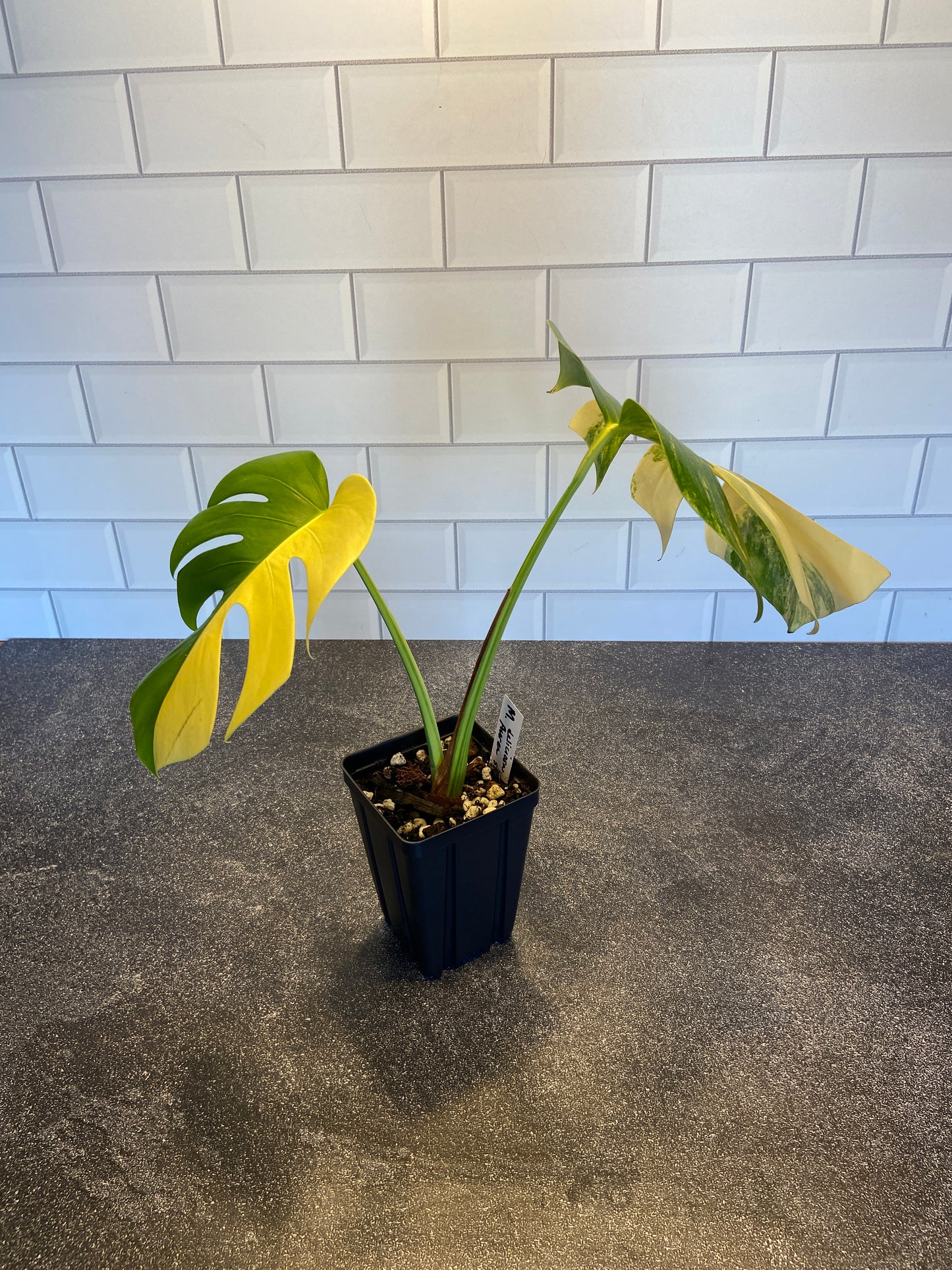 Monstera deliciosa aurea variegated