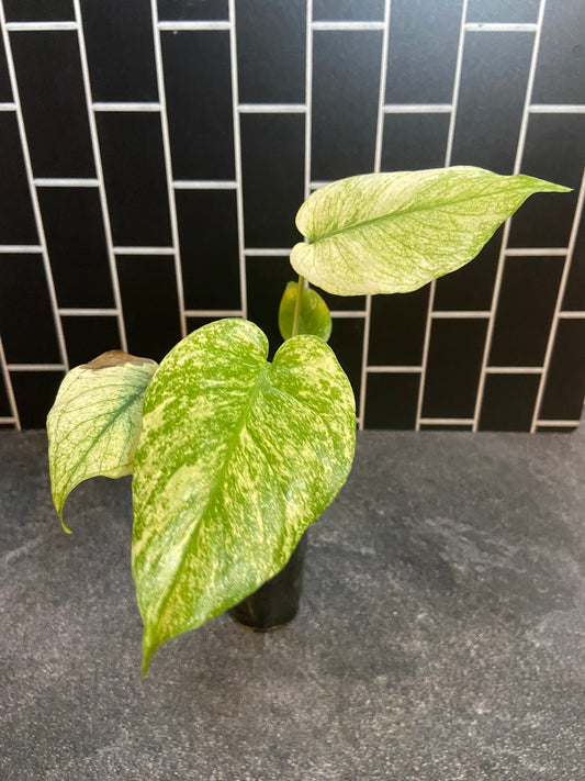Monstera mint