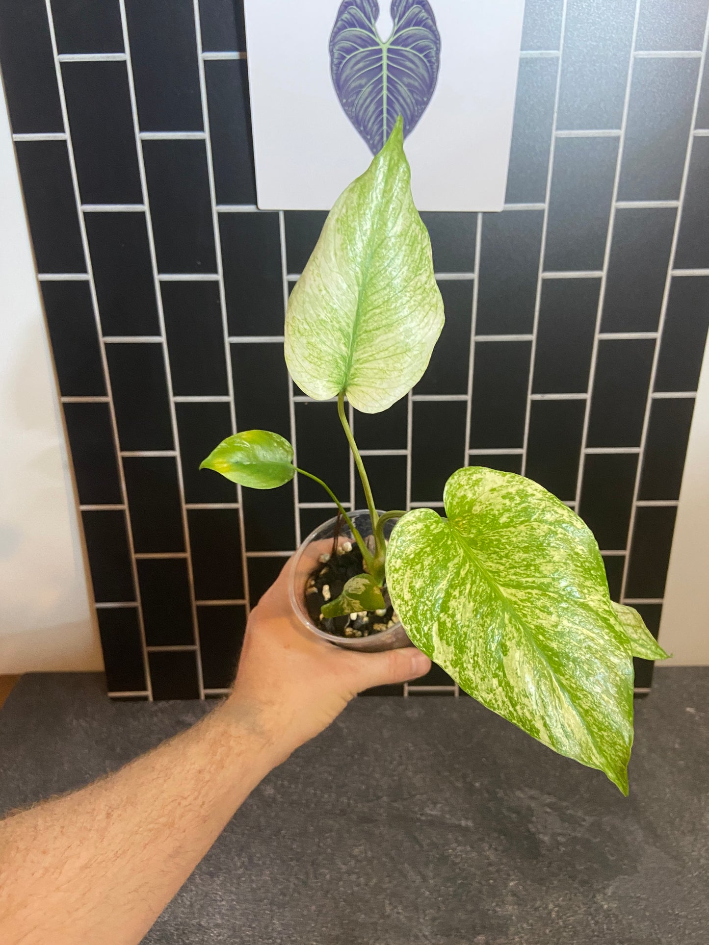 Monstera mint