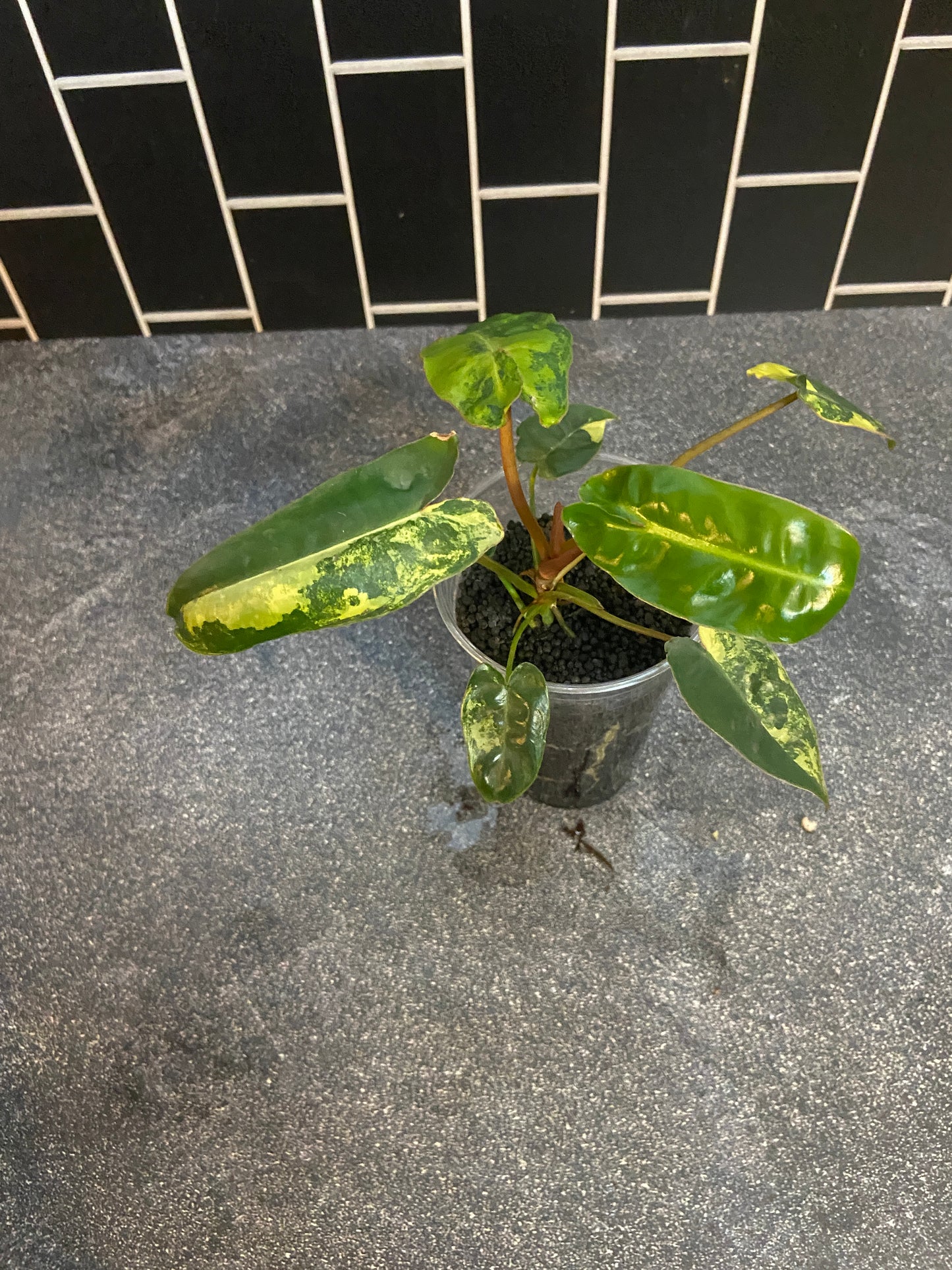 Philodendron billietiae Variegated