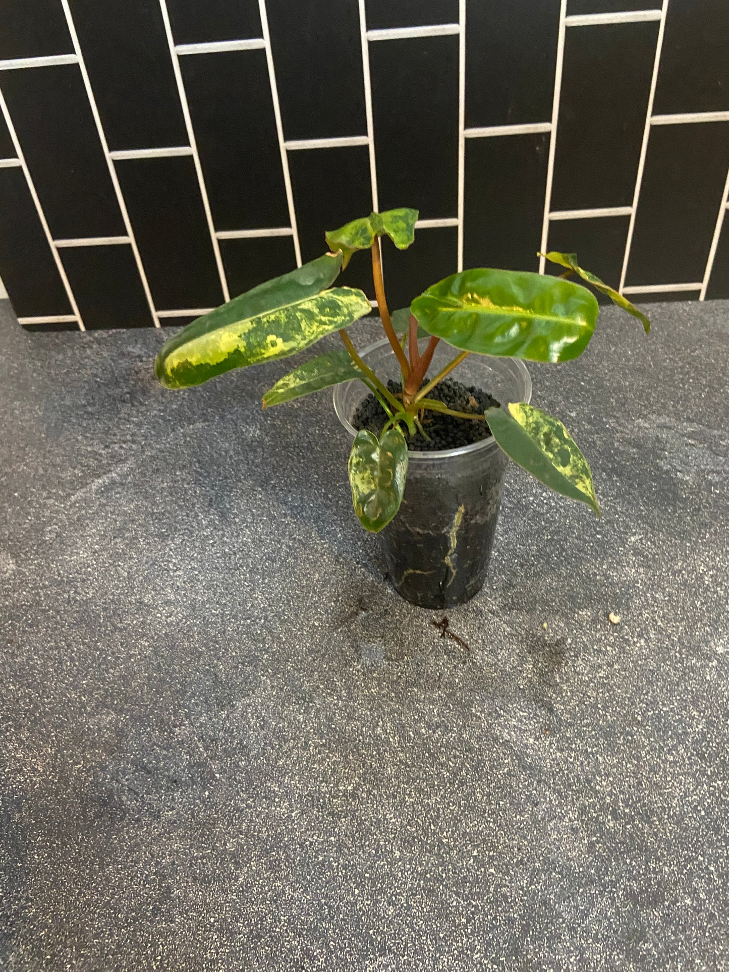 Philodendron billietiae Variegated