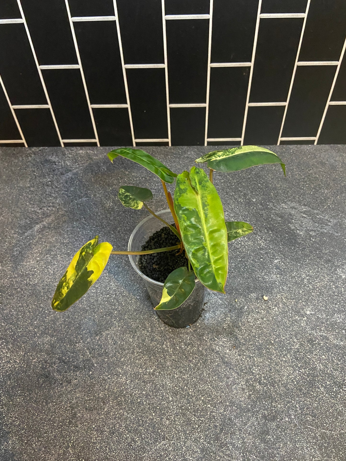 Philodendron billietiae Variegated