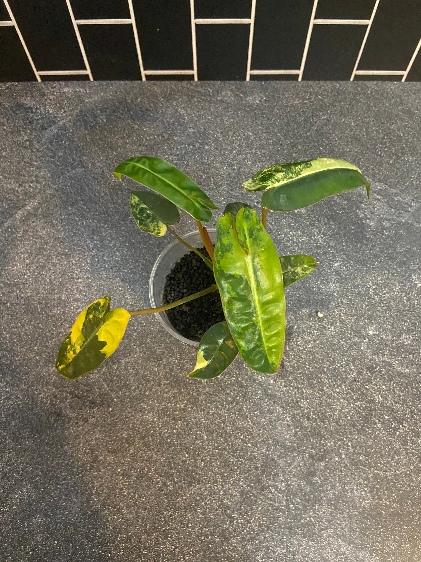 Philodendron billietiae Variegated
