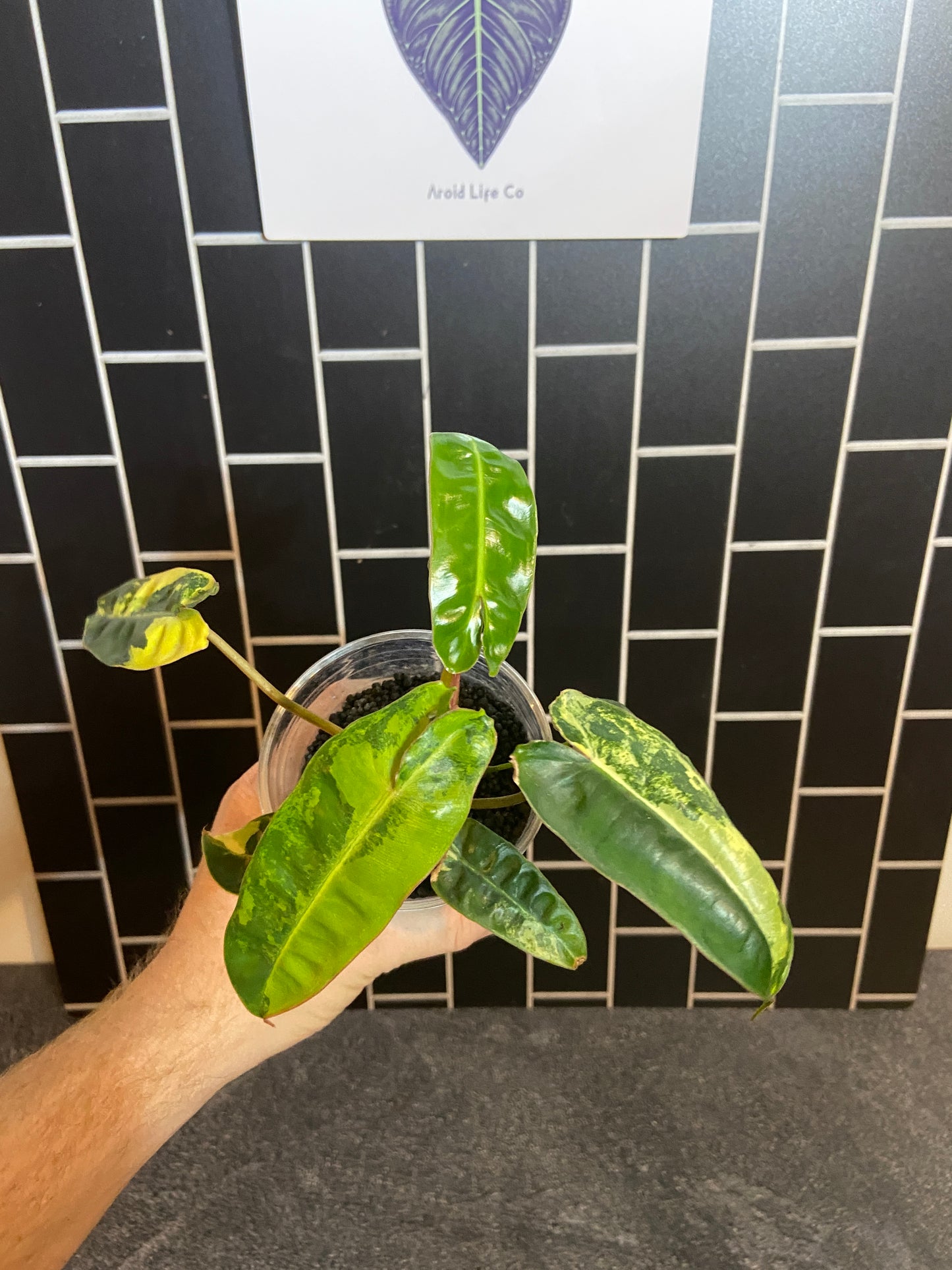 Philodendron billietiae Variegated