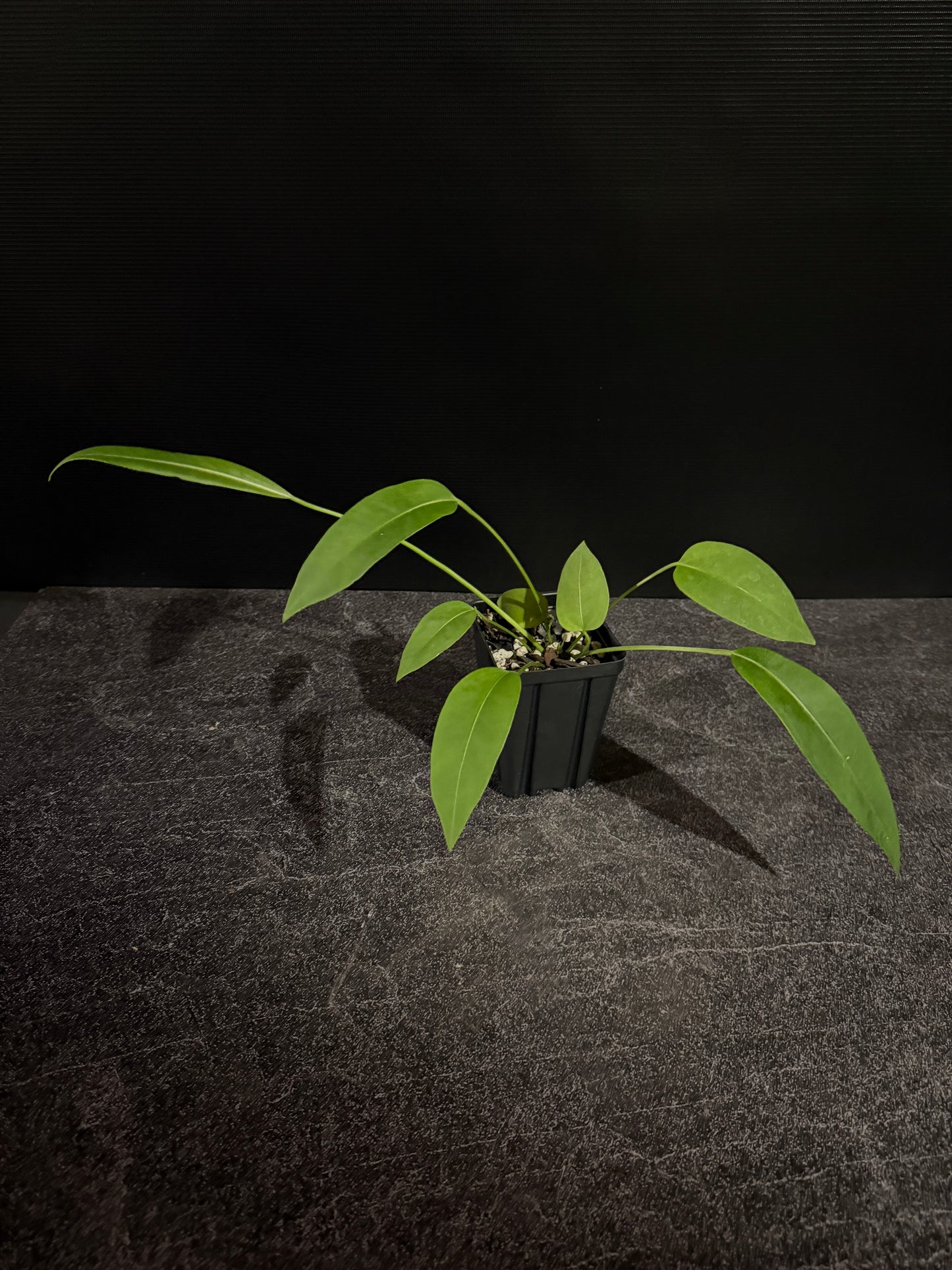 Anthurium sp morona