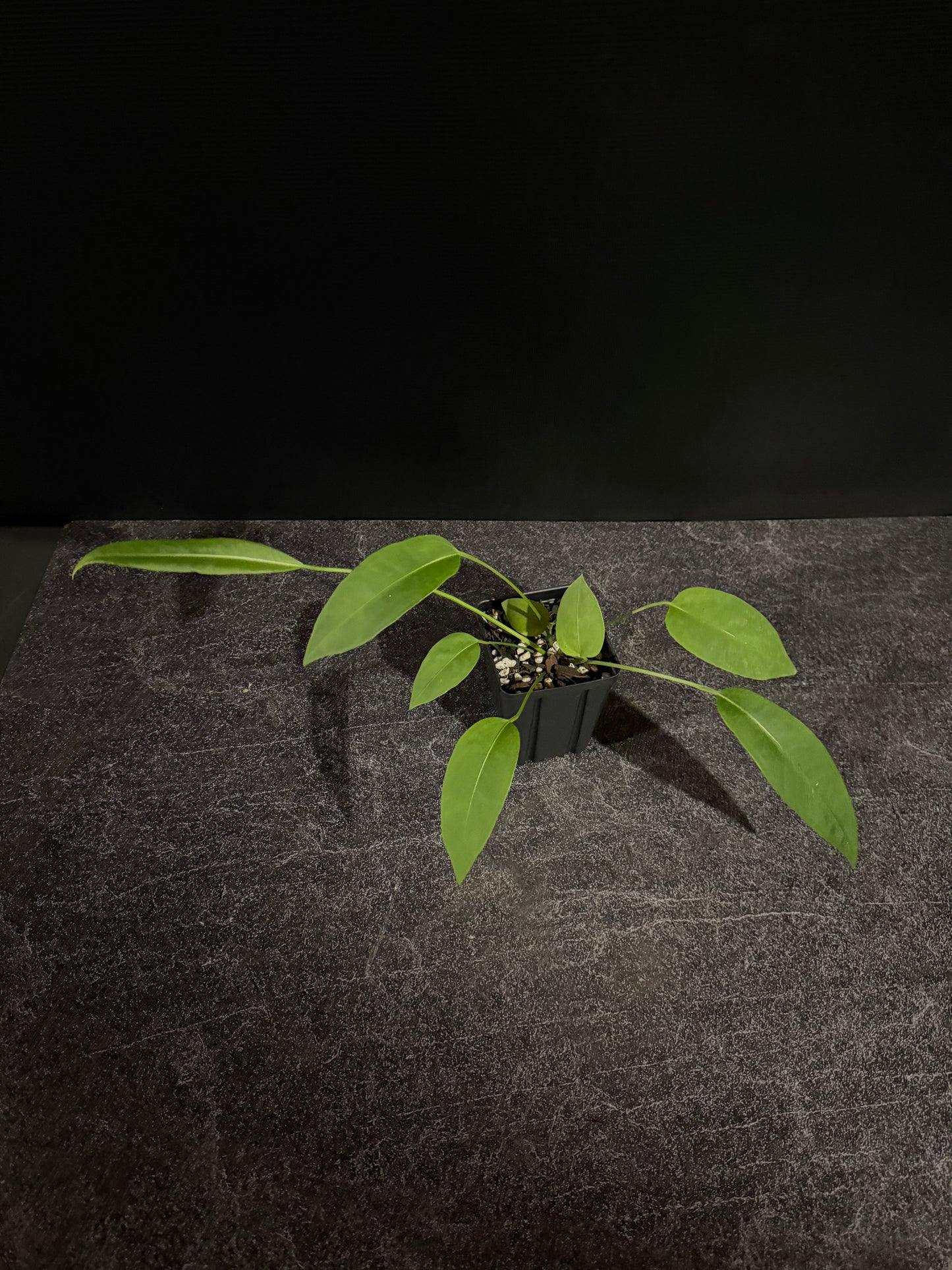 Anthurium sp morona