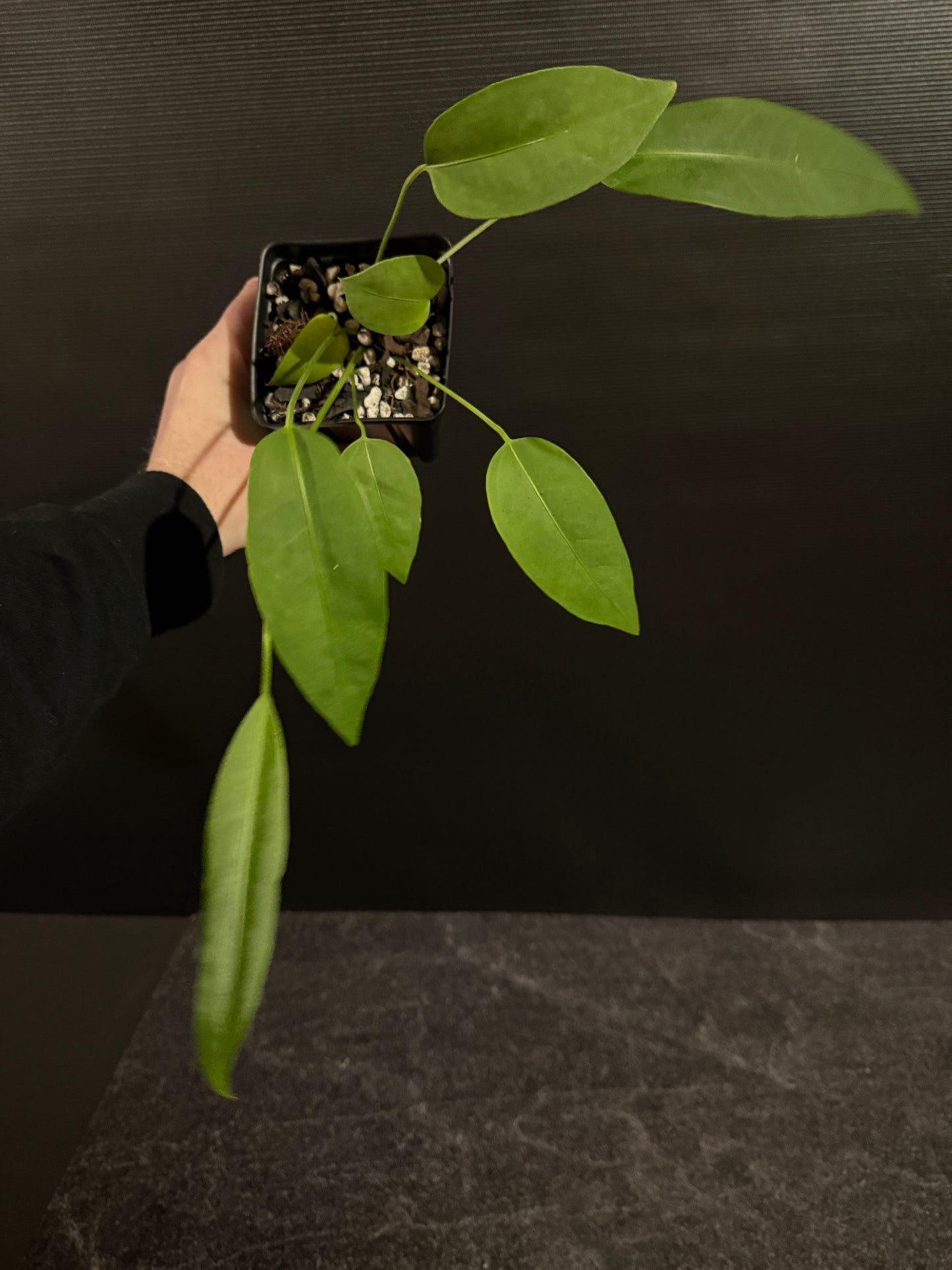 Anthurium sp morona