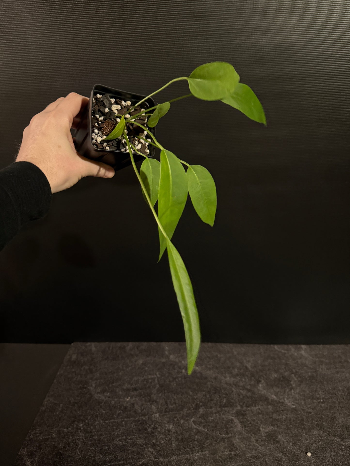 Anthurium sp morona