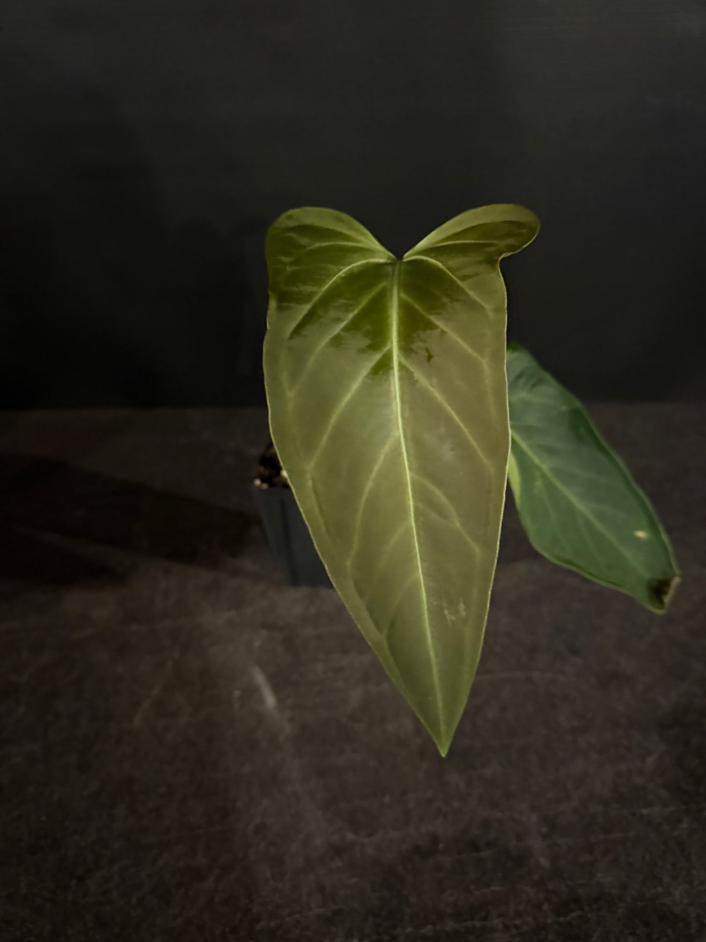 Anthurium regale x moronense