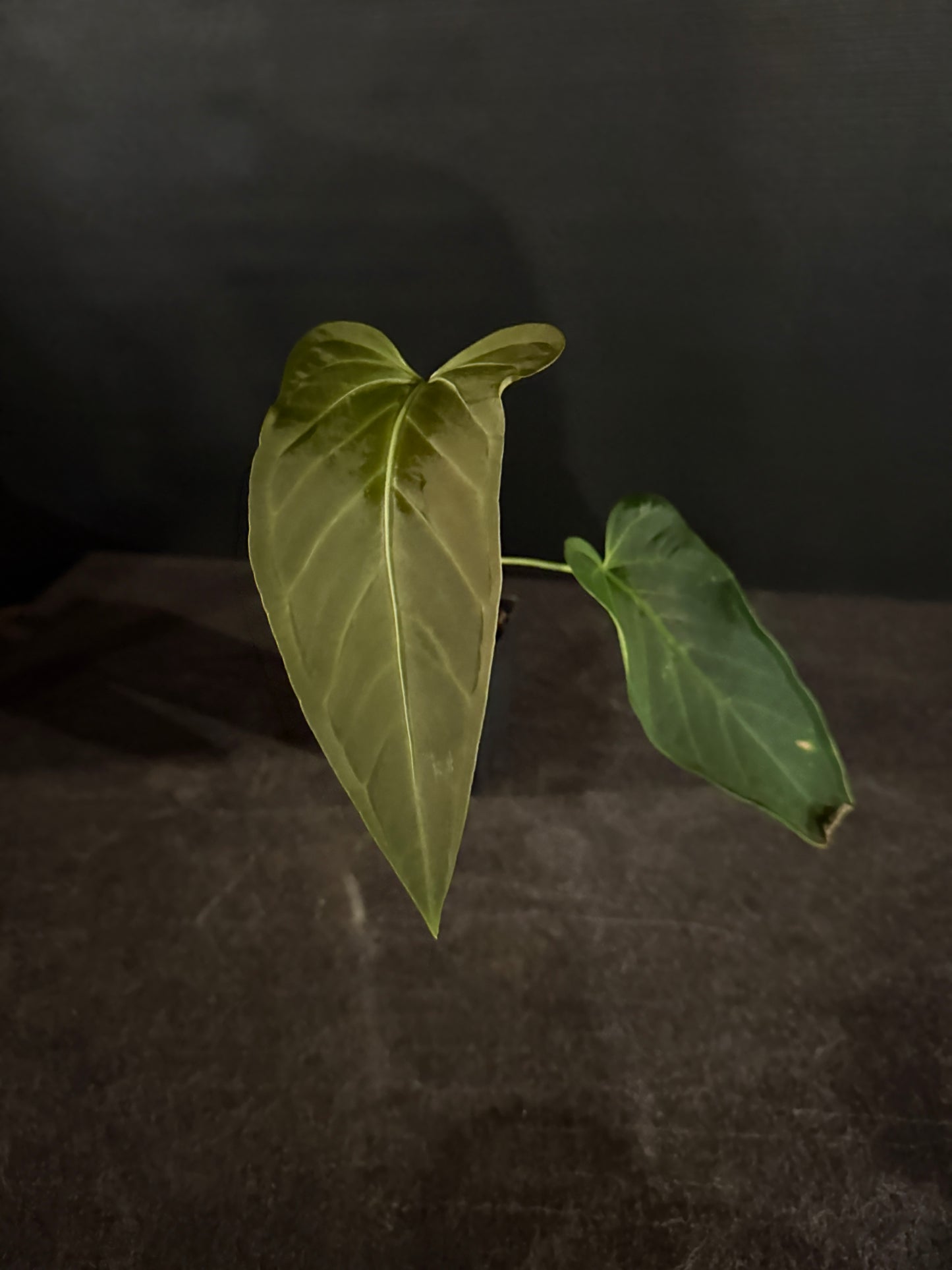 Anthurium regale x moronense