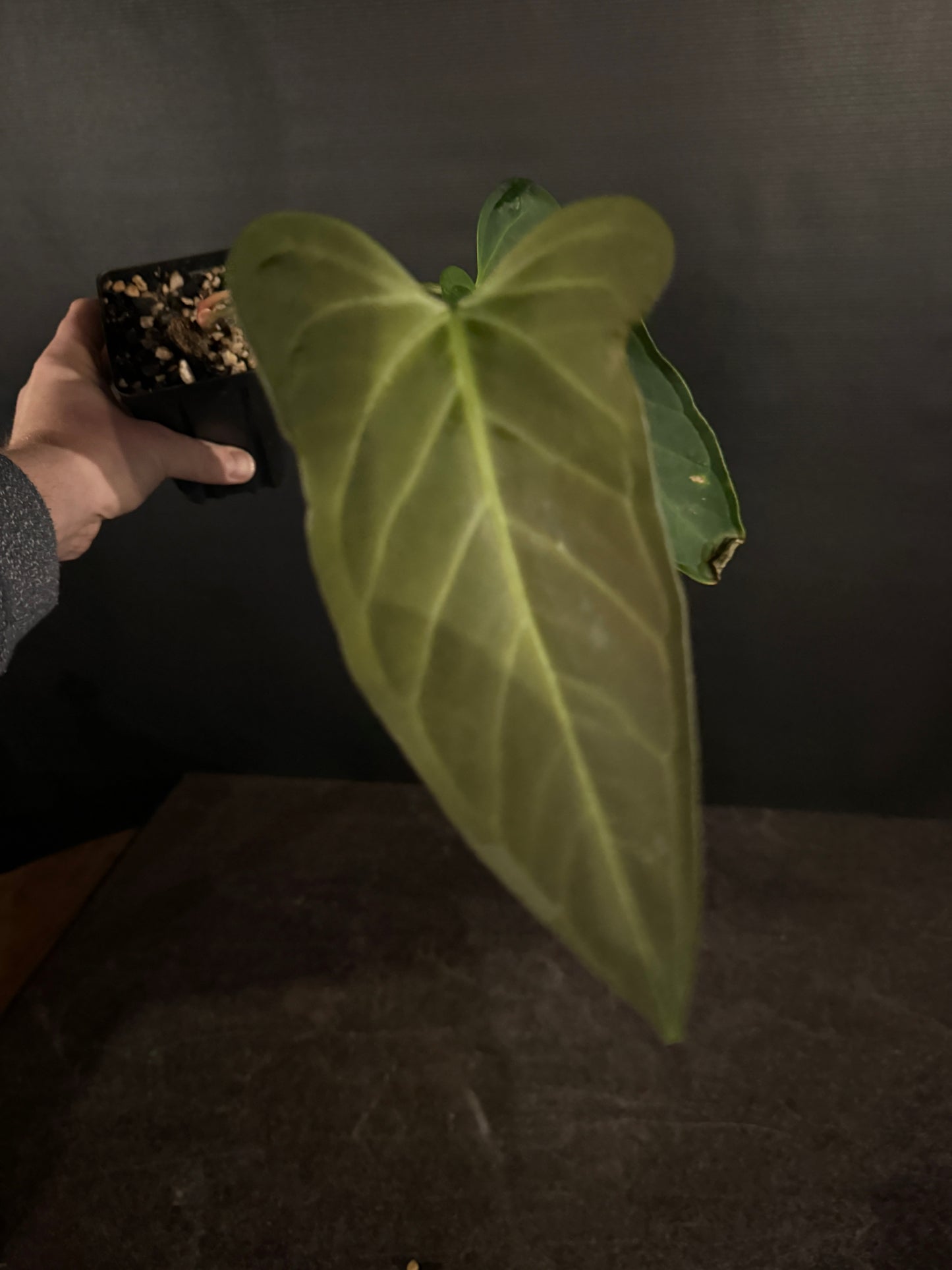 Anthurium regale x moronense