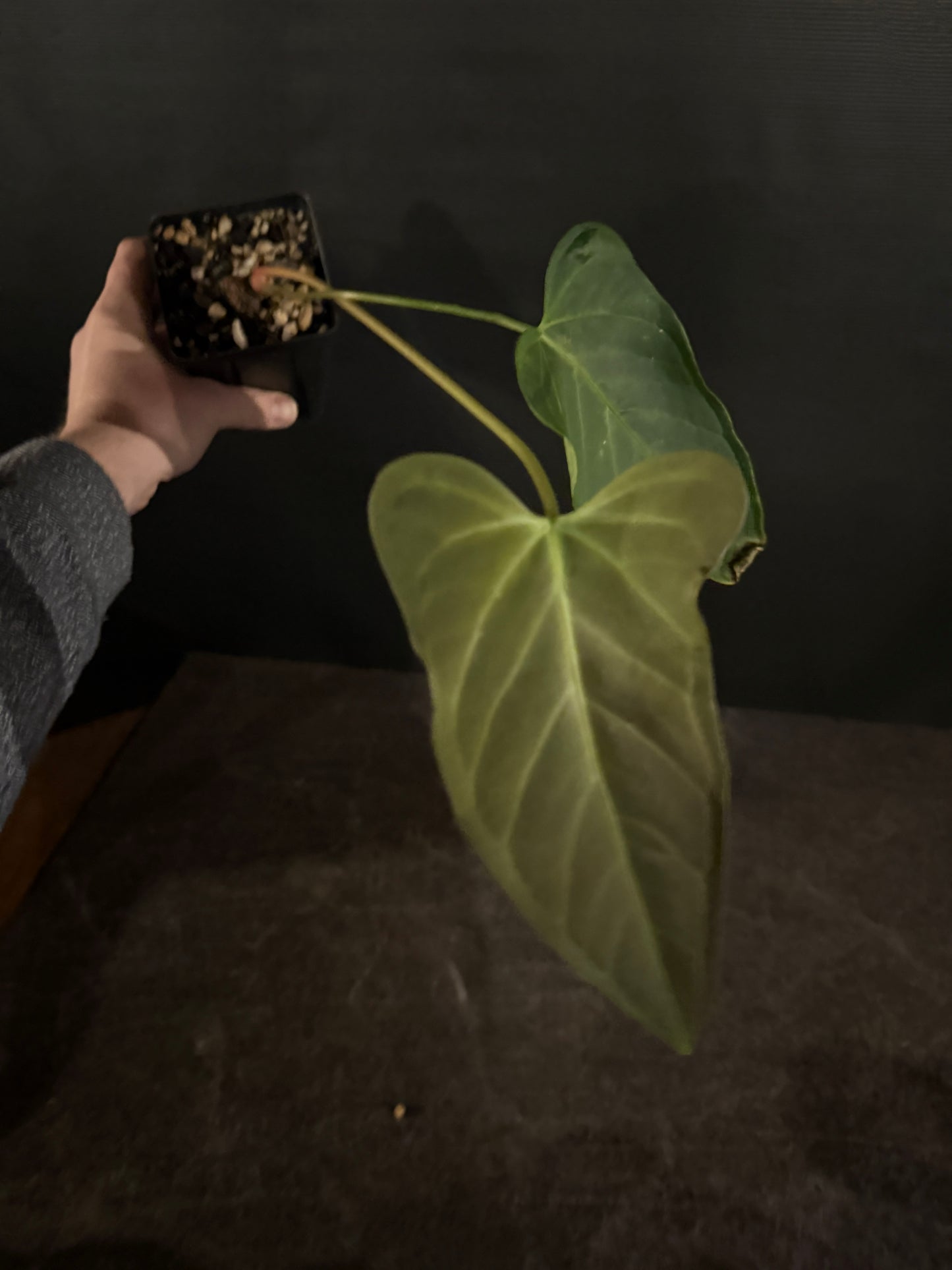 Anthurium regale x moronense