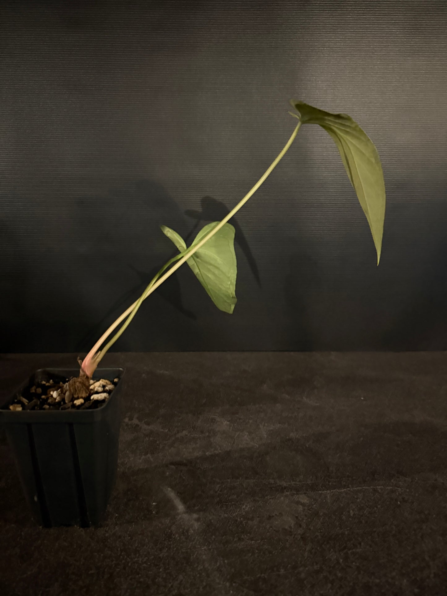 Anthurium regale x moronense