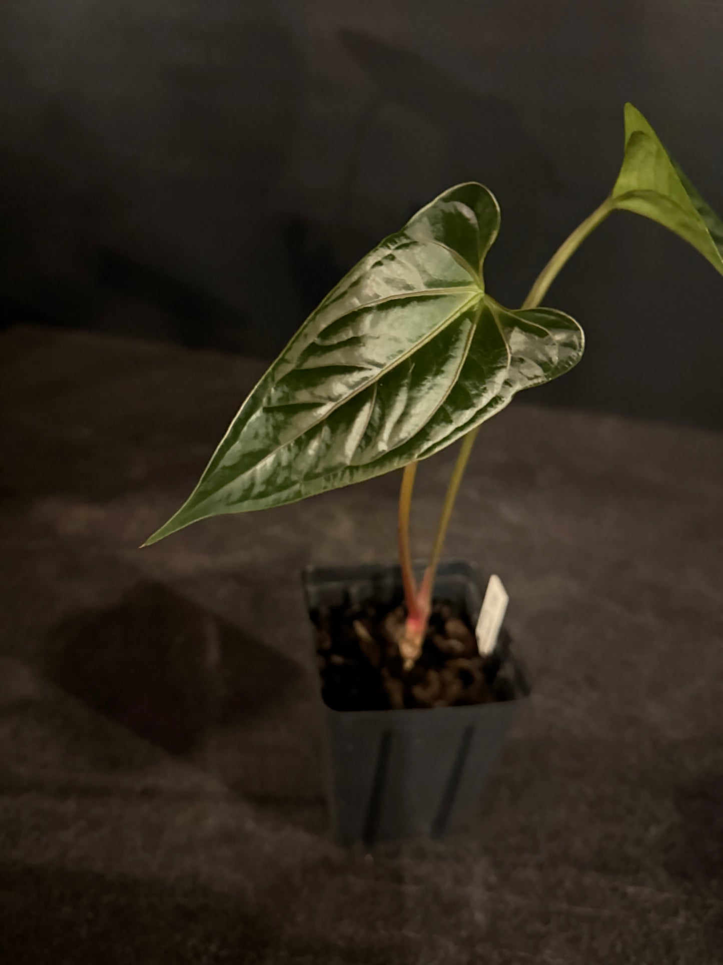 Anthurium ochranthum aff x 'Stripey Mag'