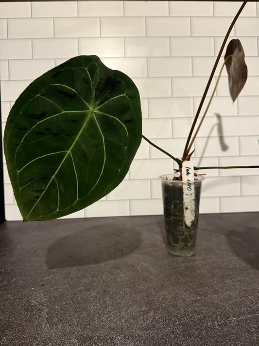 Anthurium NOID