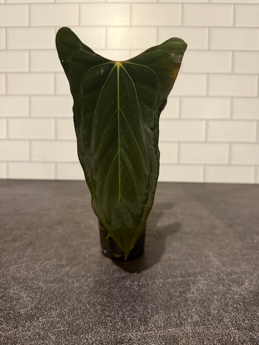 Anthurium 'Soul Reaper' x SELF
