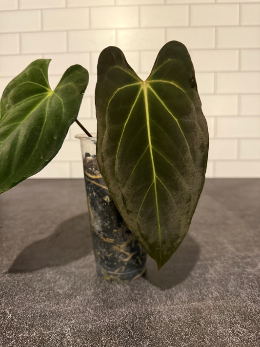 Anthurium spider besseae x RLFS
